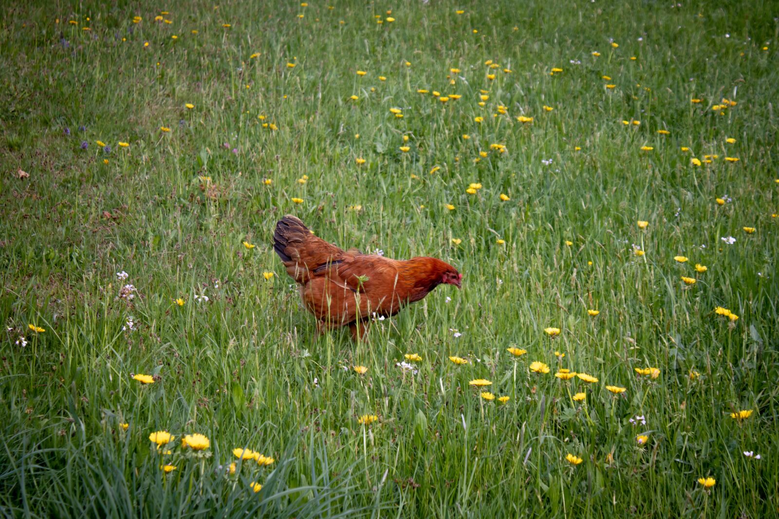Canon EOS 200D (EOS Rebel SL2 / EOS Kiss X9) sample photo. Chicken, meadow, flowers photography
