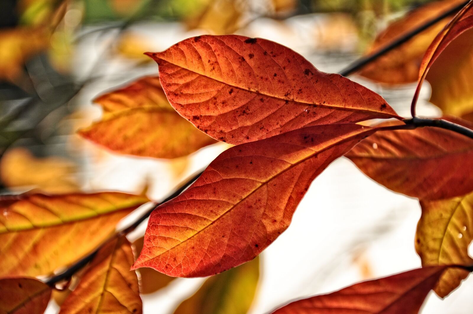 Nikon D90 sample photo. Leaf, branch, tree photography