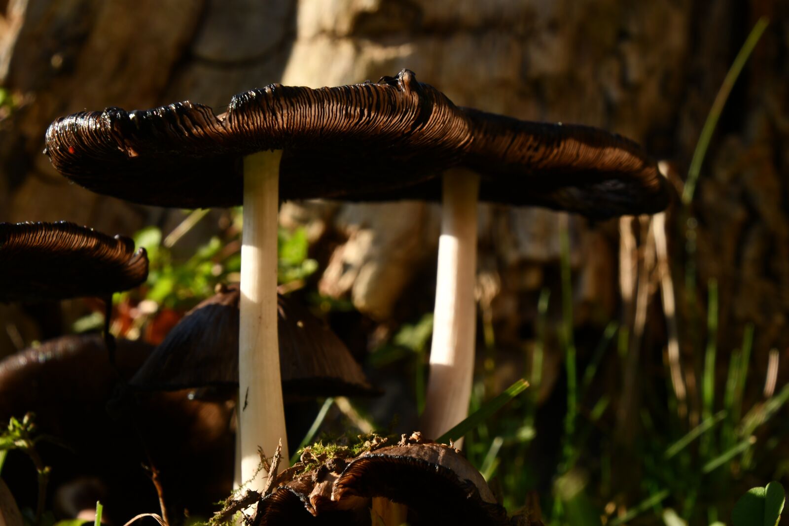 Nikon D7500 sample photo. Mushroom, hat, stalk photography