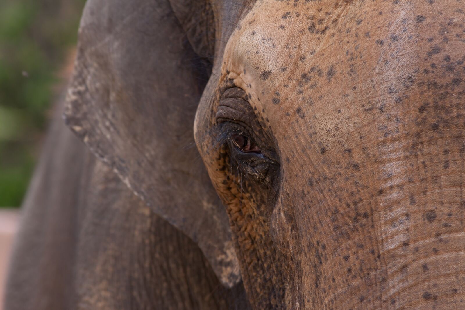 Canon EOS 50D sample photo. Elephant, pachyderm, animal photography