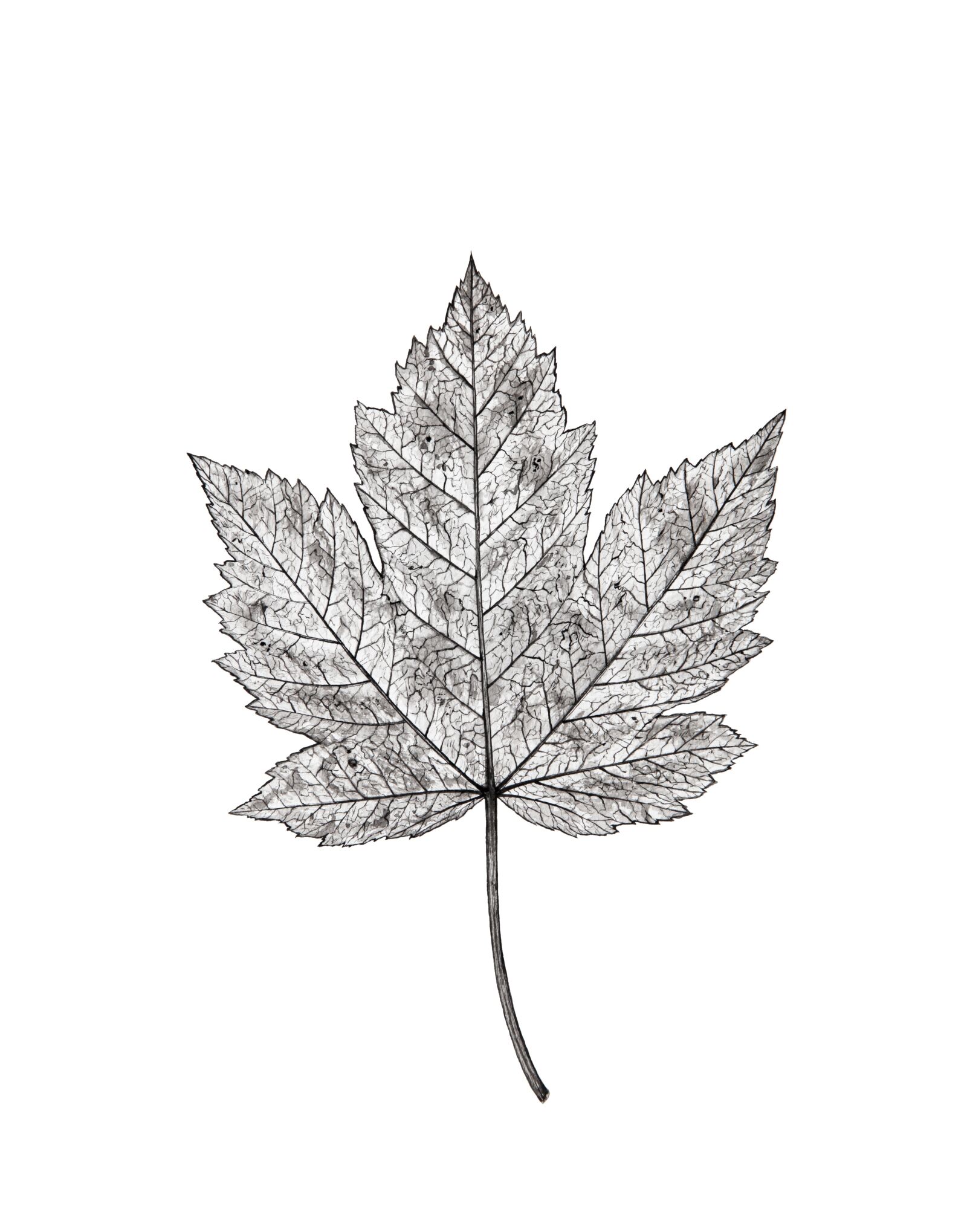 Canon EOS 5D Mark II sample photo. Autumn leaf, autumn, leaf photography