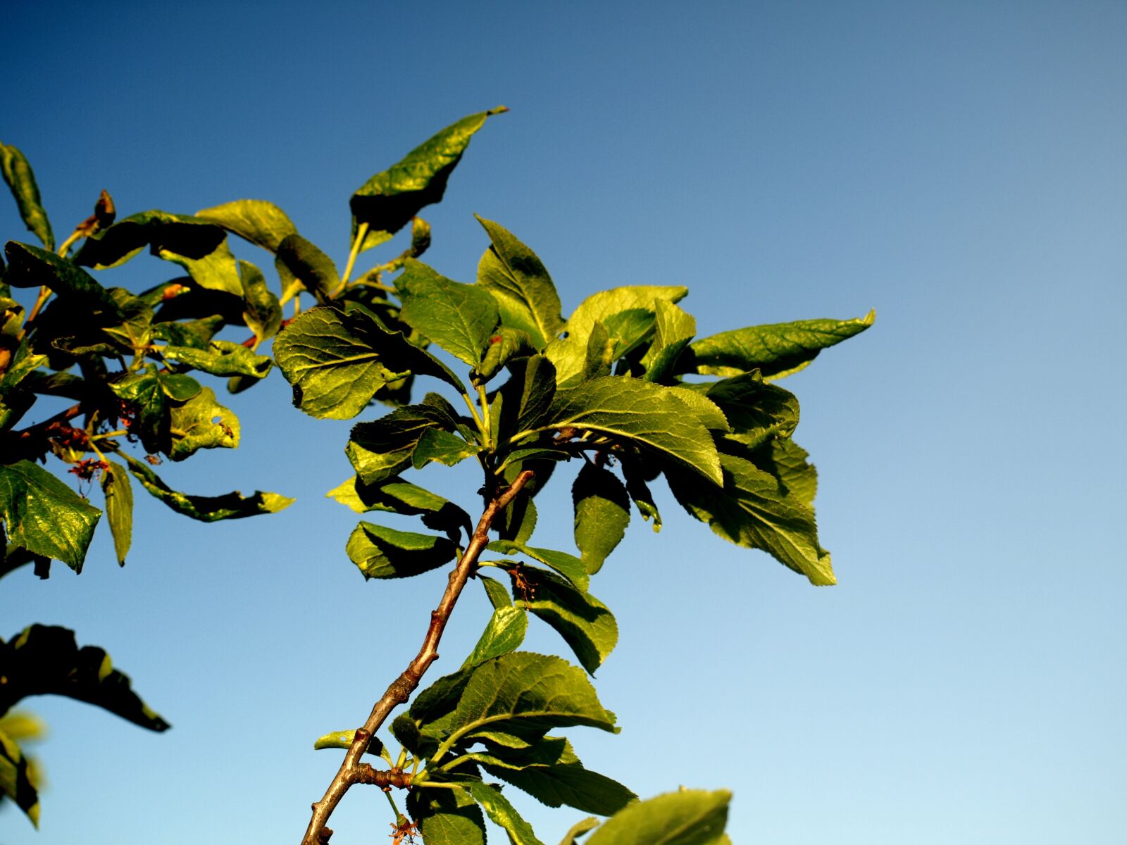 Olympus E-510 (EVOLT E-510) sample photo. Foliage, plum, hungarian photography
