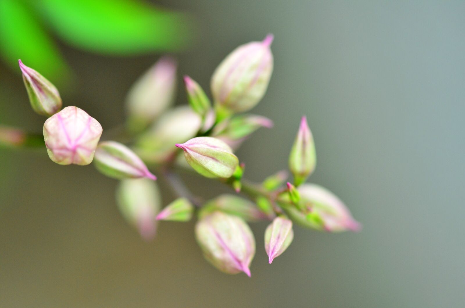 Nikon D7000 sample photo. Bud, flower, beautiful photography