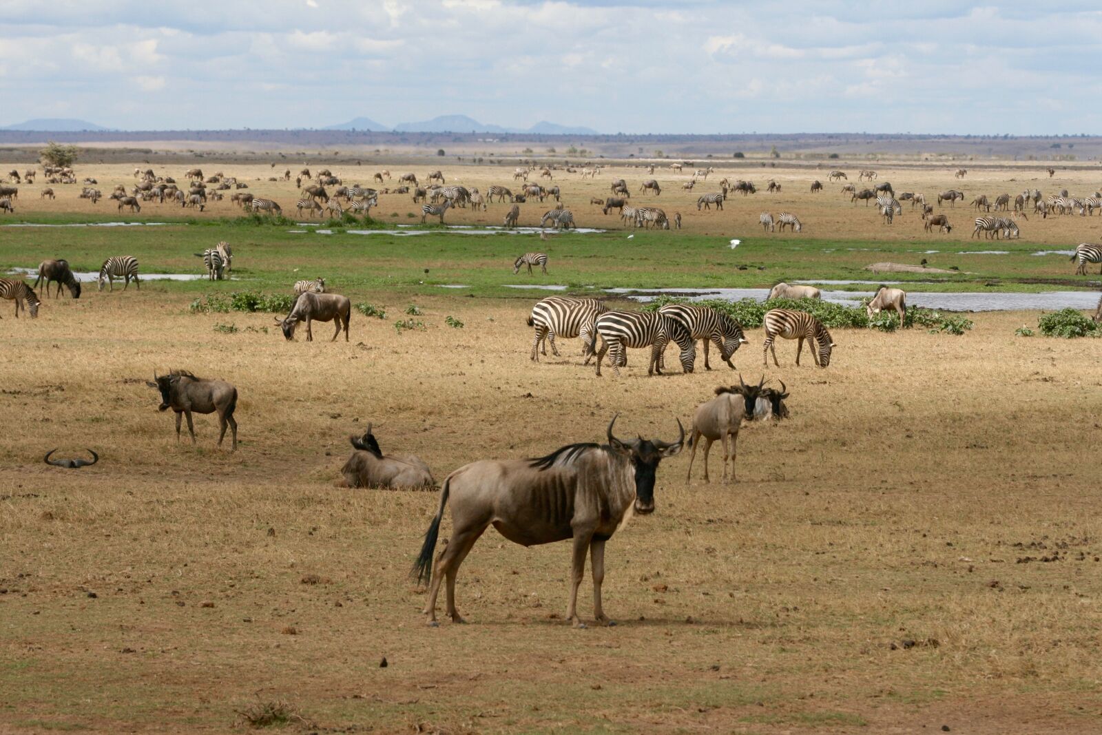 Canon EOS 400D (EOS Digital Rebel XTi / EOS Kiss Digital X) sample photo. Kenya, safari, wild animals photography