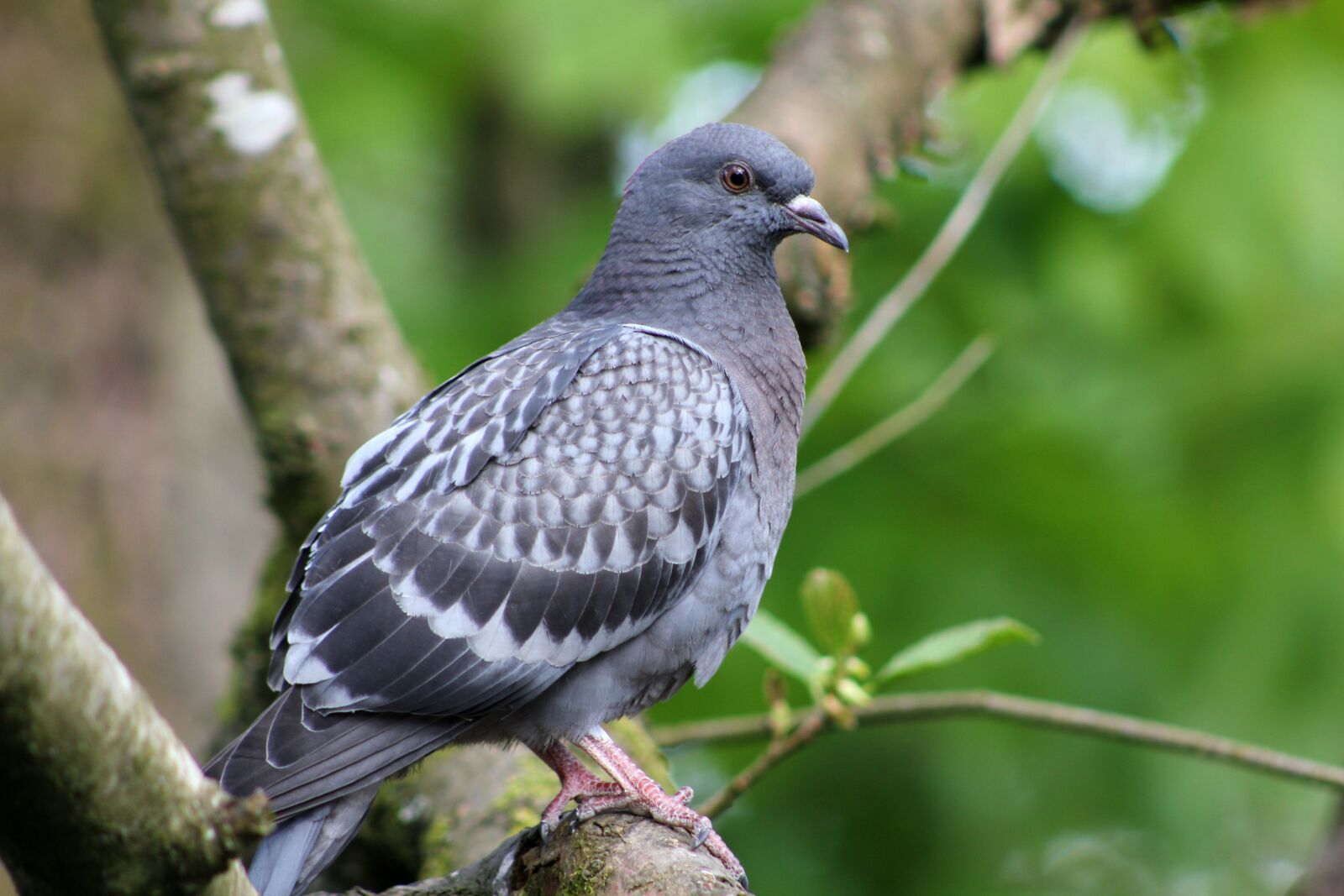 Canon EOS 550D (EOS Rebel T2i / EOS Kiss X4) sample photo. Bird, pigeon, feather photography