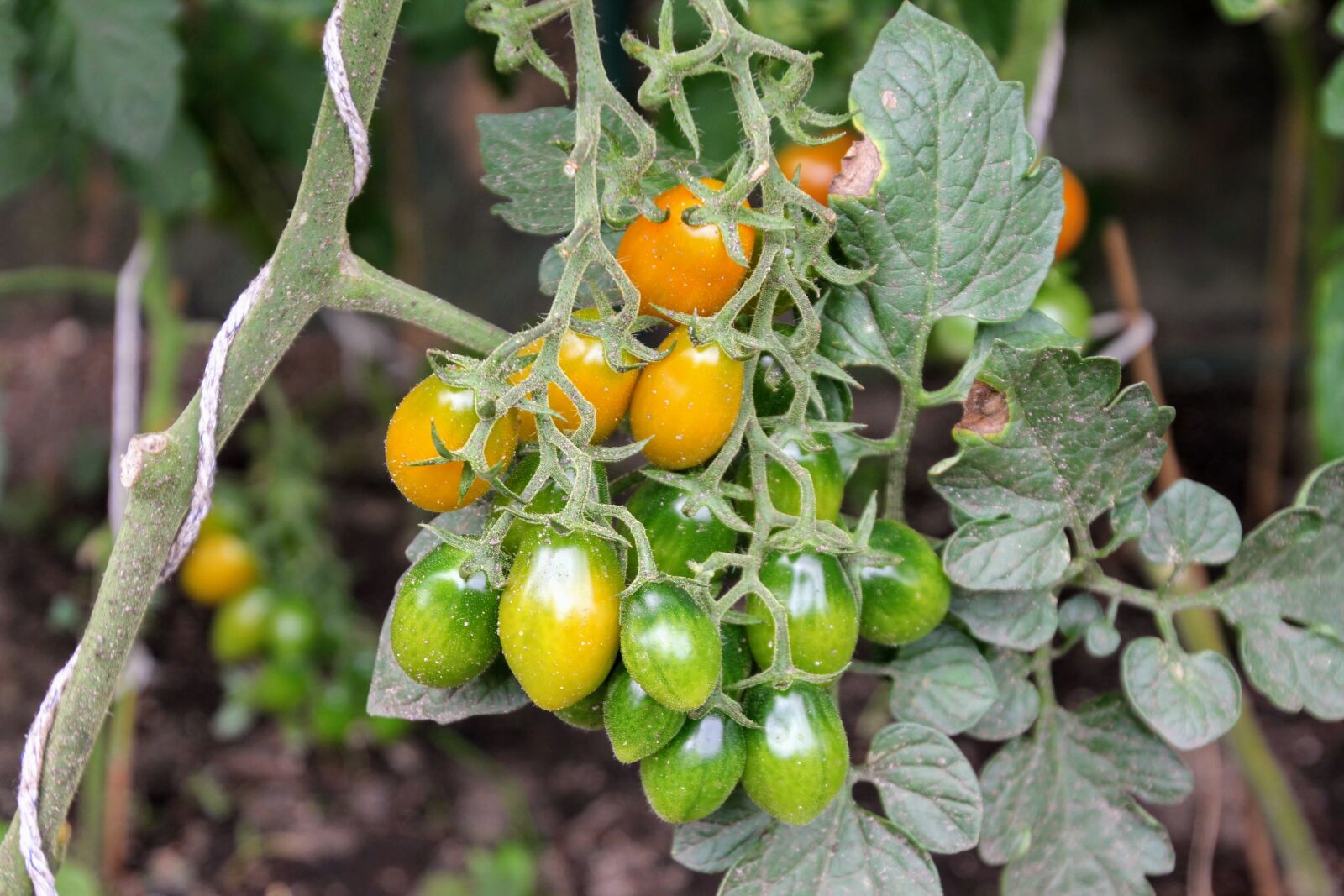 Canon EOS 60D sample photo. Tomatoes, tomato plant, cultivation photography