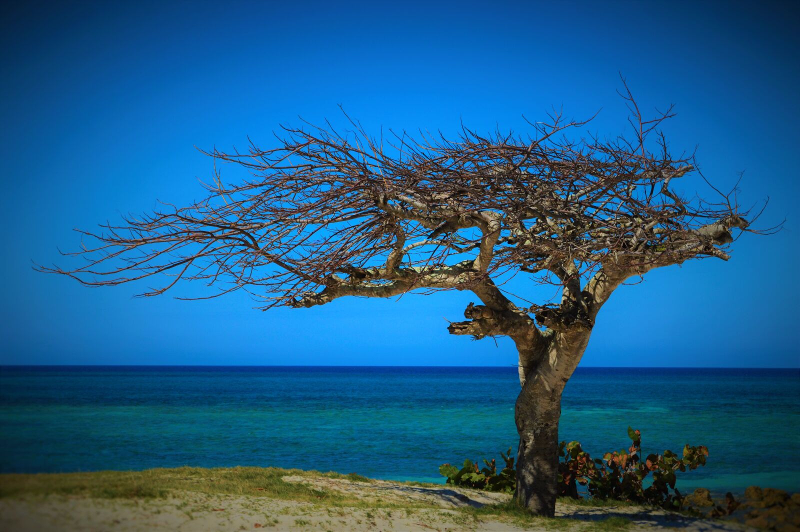 Nikon D3200 sample photo. Cuba, summer, tree photography