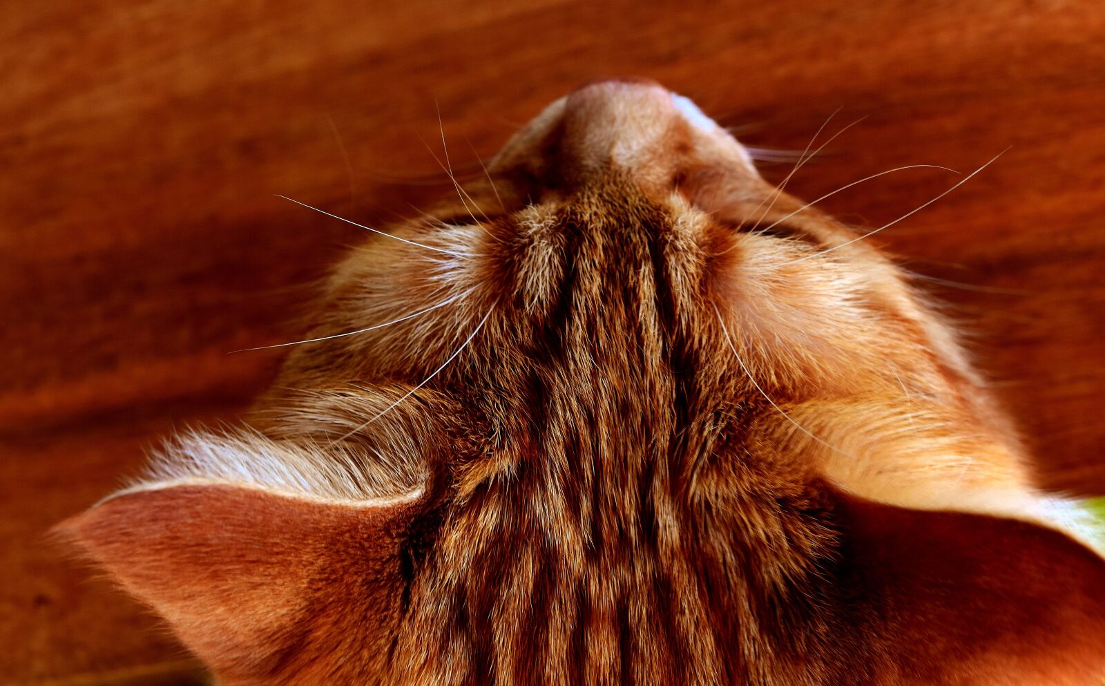 Nikon D7200 sample photo. Cat, mackerel, portrait photography