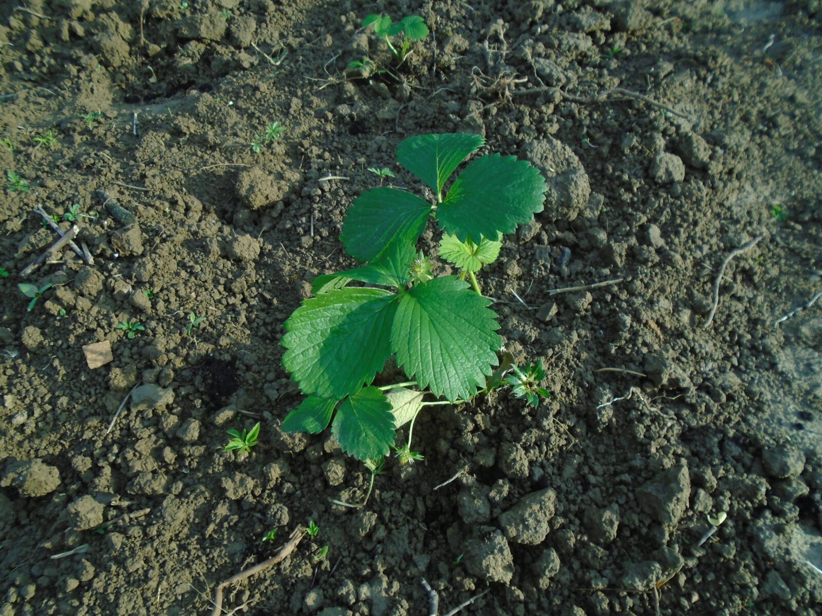 Sony Cyber-shot DSC-W800 sample photo. Strawberry, seedling, fruit photography