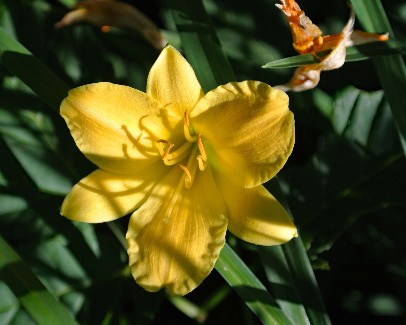 Nikon 1 Nikkor VR 10-30mm F3.5-5.6 sample photo. Lily, yellow, blossom photography
