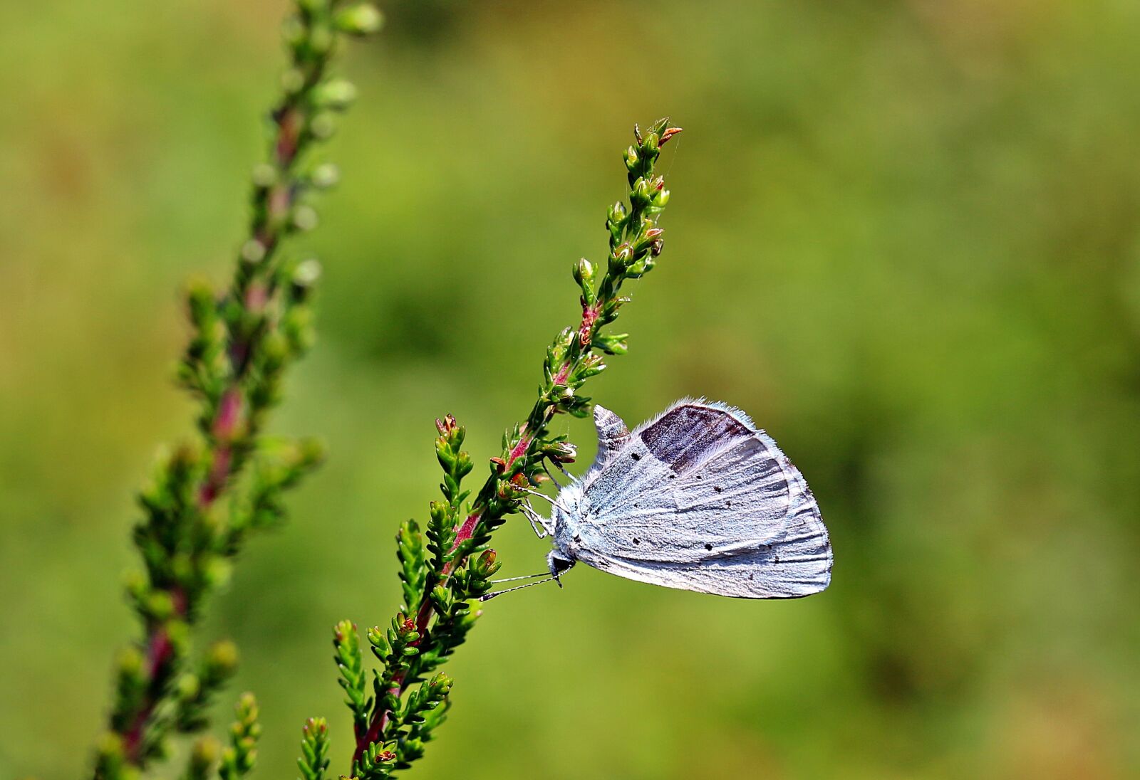 Canon EOS 650D (EOS Rebel T4i / EOS Kiss X6i) sample photo. Holly blue, celastrina argiolus photography