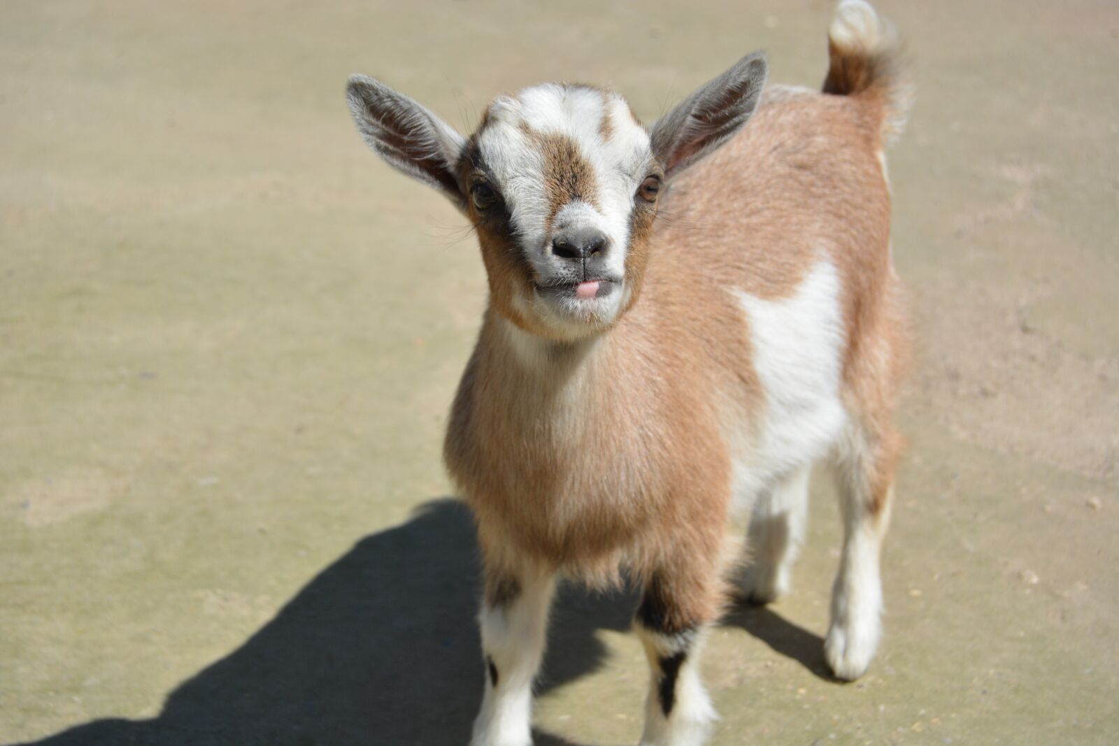 Nikon D5200 sample photo. Zoo, goat, young goat photography