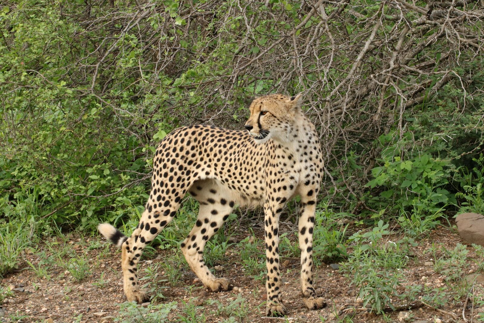 Canon EF 100mm F2.8L Macro IS USM sample photo. Cheetah, south africa, safari photography