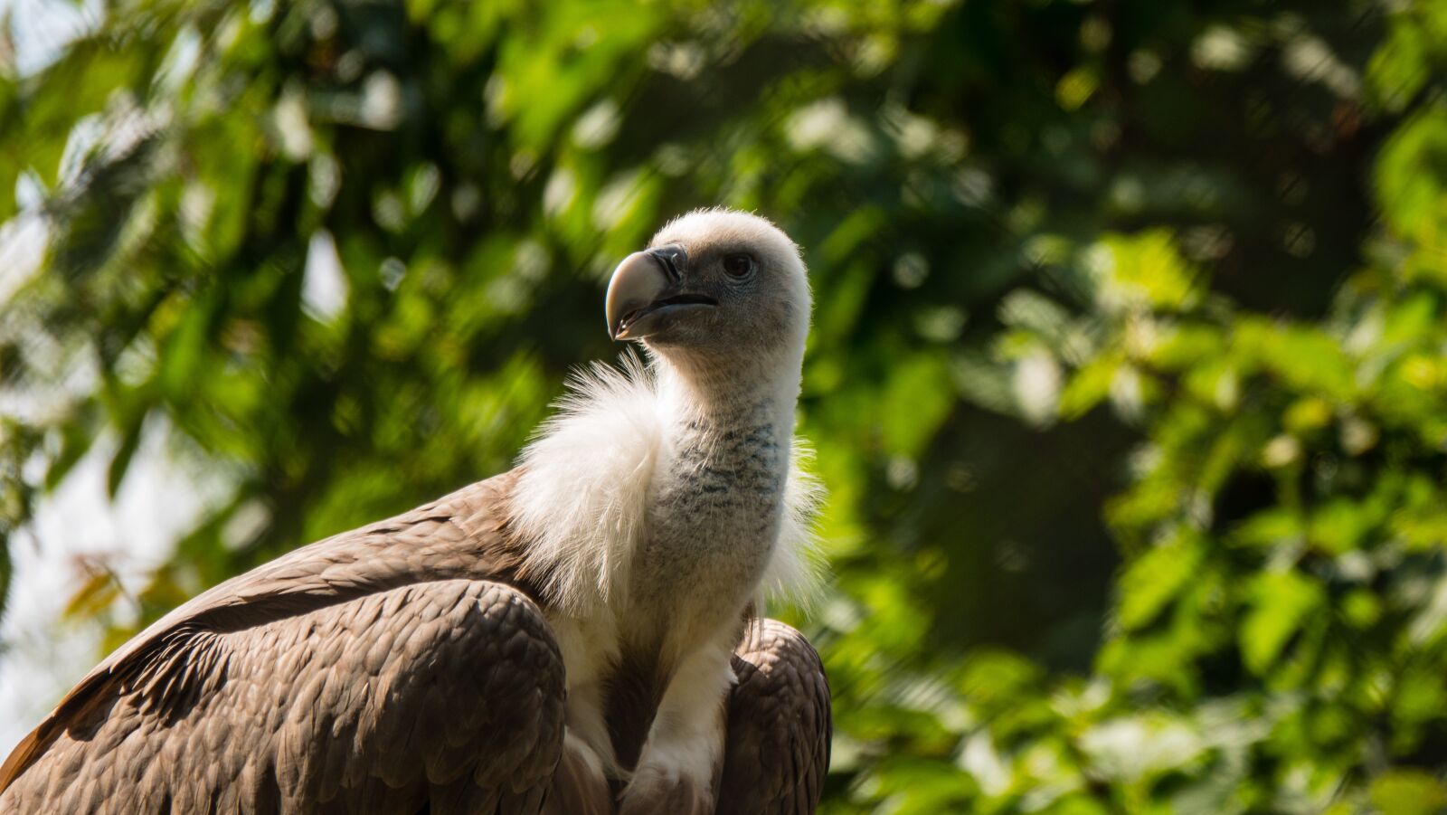 Sony Cyber-shot DSC-RX10 IV sample photo. Vulture, zoo, zoo photography photography