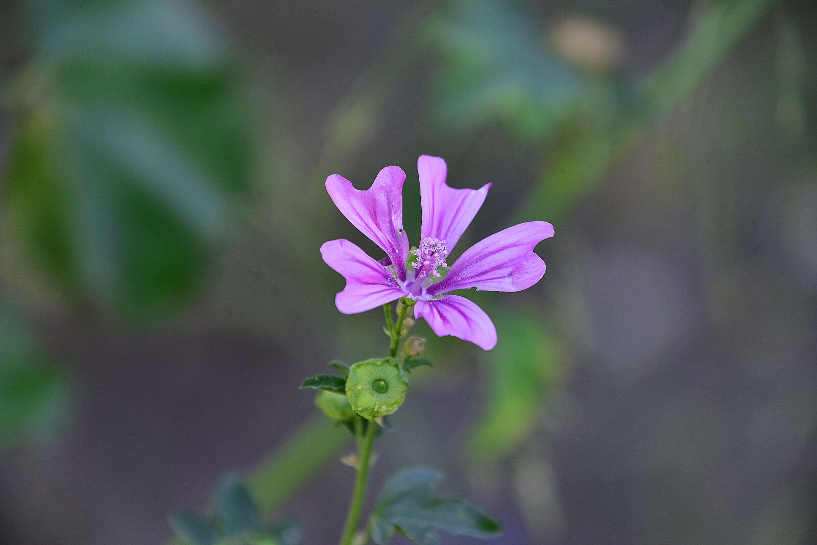 Nikon D7200 sample photo. Flower, garden, plant photography