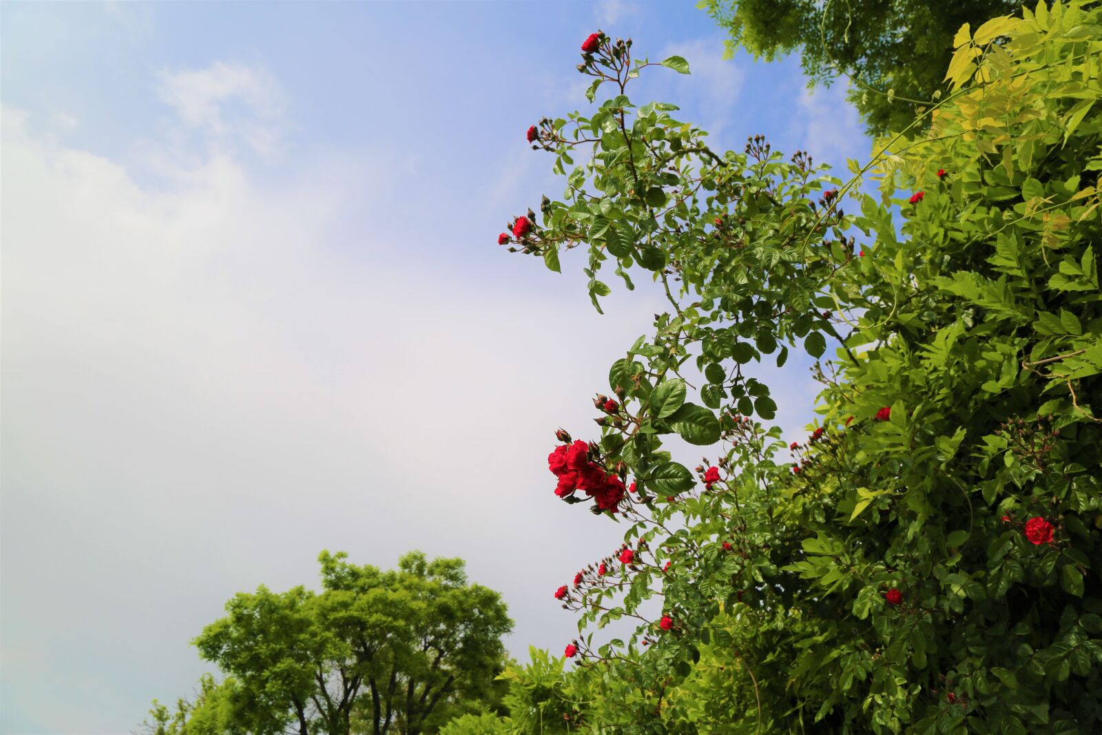 Canon EF 24-105mm F4L IS USM sample photo. Nature, rose, flower photography