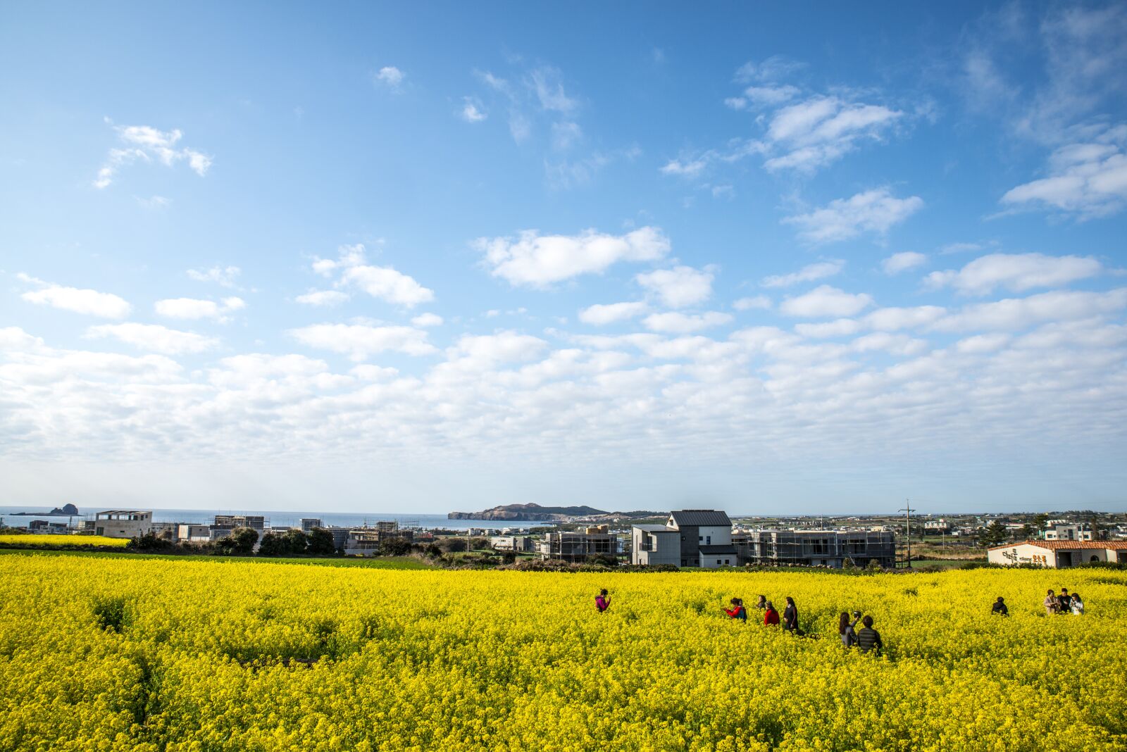Tamron SP 24-70mm F2.8 Di VC USD sample photo. Rapeseed blossoms, nature, heaven photography
