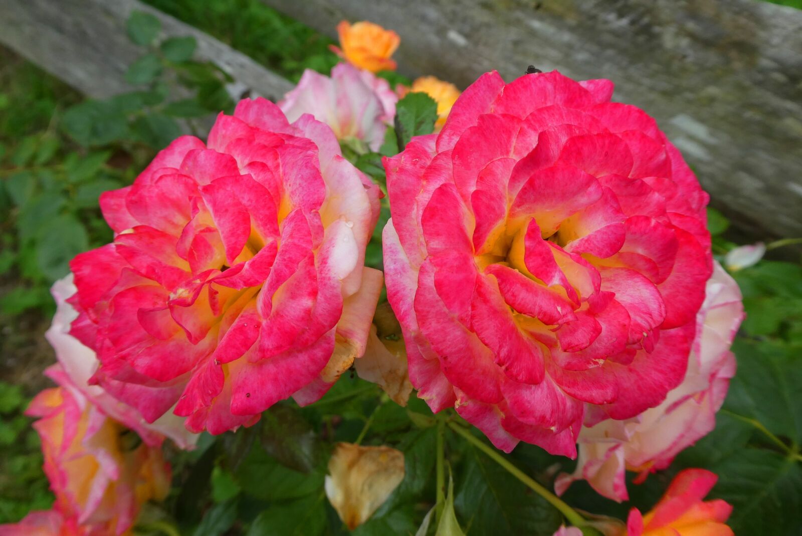 Panasonic Lumix DC-ZS70 (Lumix DC-TZ90) sample photo. Roses, garden, flowers photography