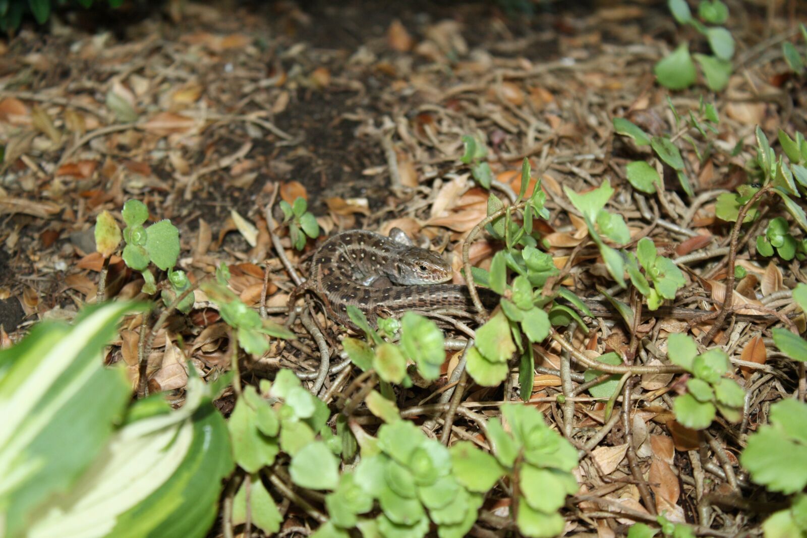 Canon EOS 1000D (EOS Digital Rebel XS / EOS Kiss F) sample photo. Lizard, animal, reptile photography