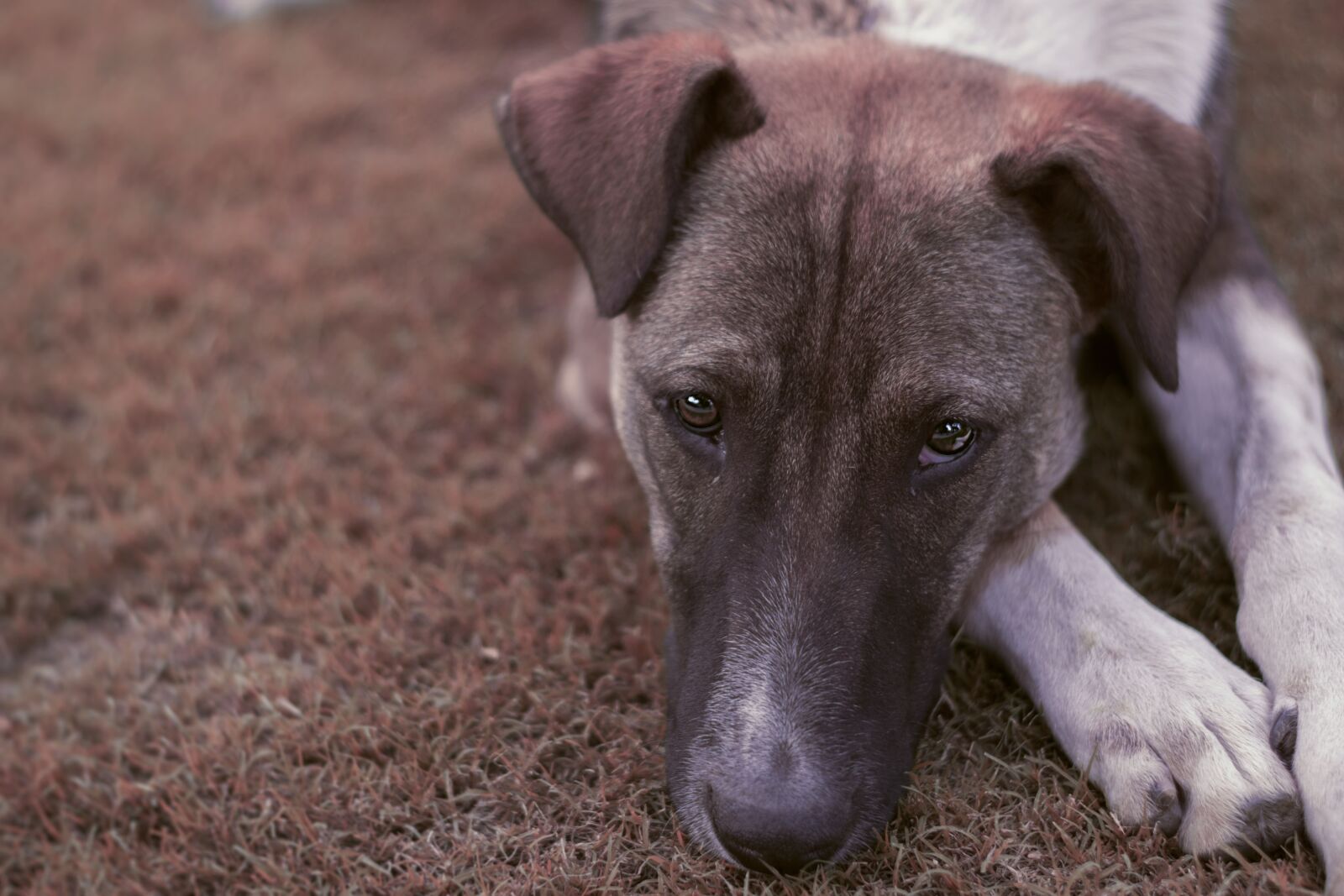 Nikon D3300 sample photo. Dog, animal, pet photography