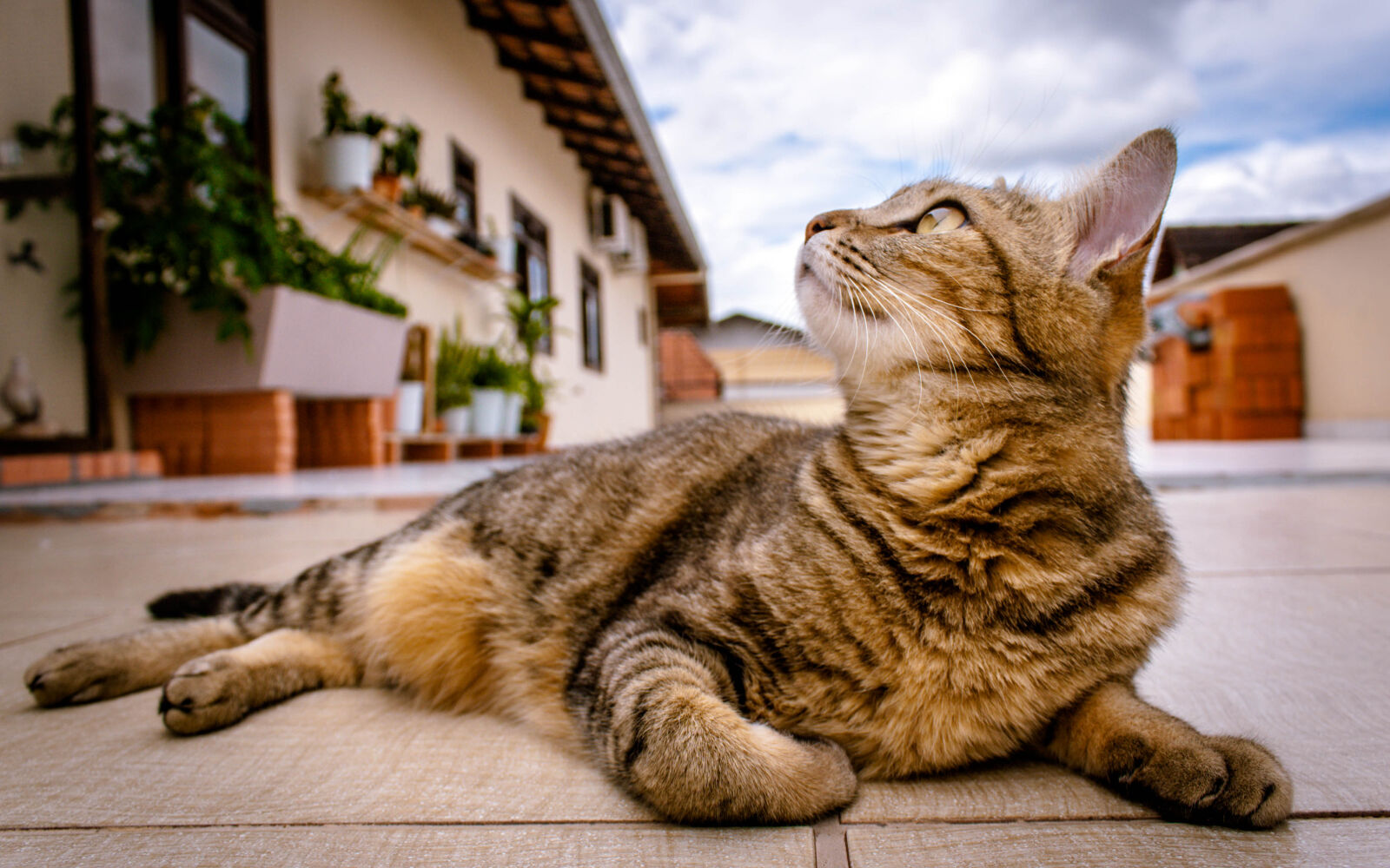 Canon EOS 1000D (EOS Digital Rebel XS / EOS Kiss F) sample photo. Cat, kitten, pet photography