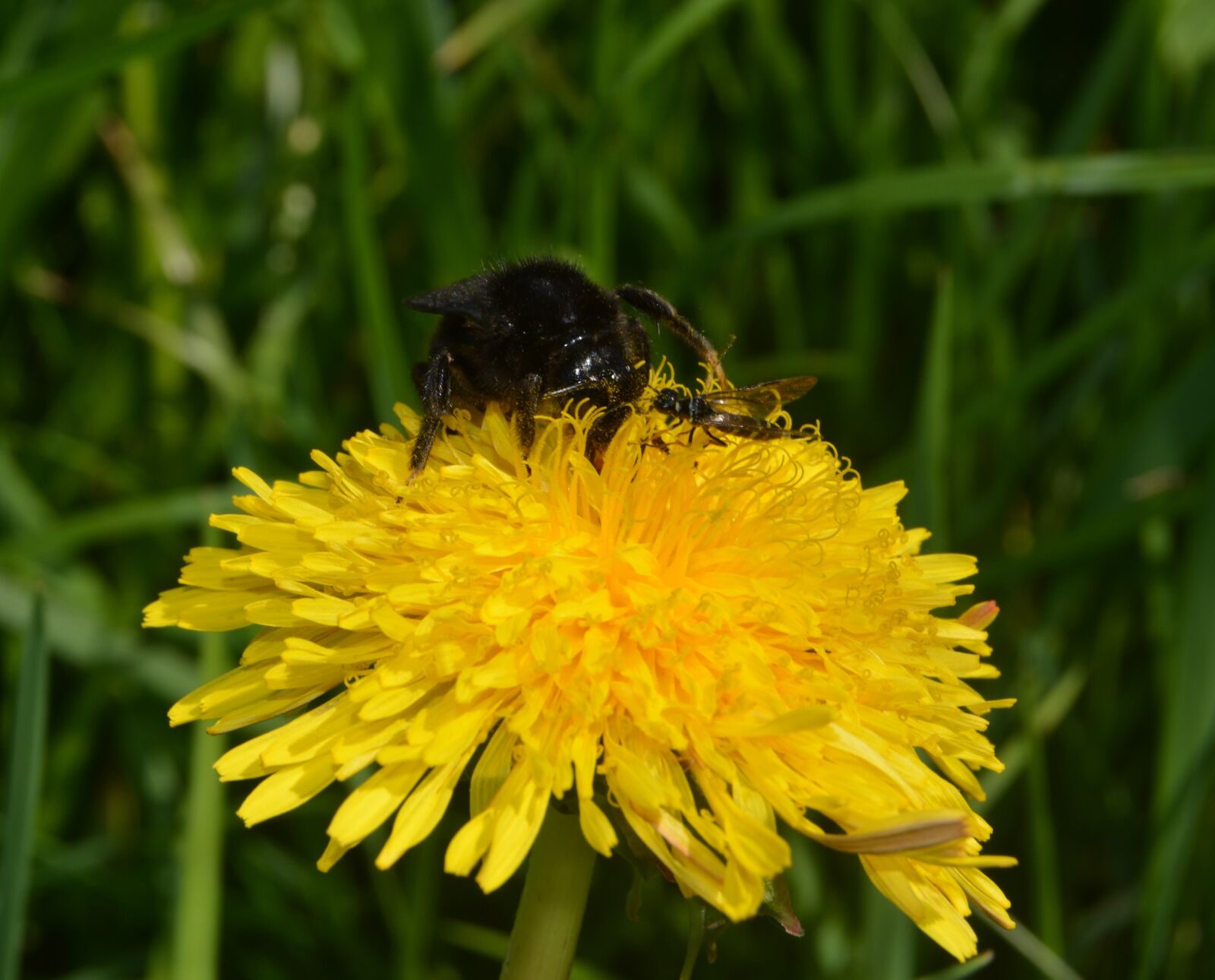 Nikon D5200 sample photo. Hummel, insect, blossom photography