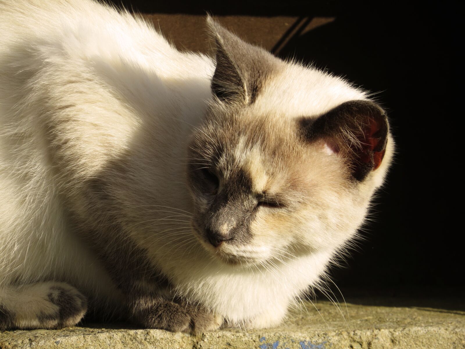 Canon PowerShot SX50 HS sample photo. Mammalia, nice, animalia photography