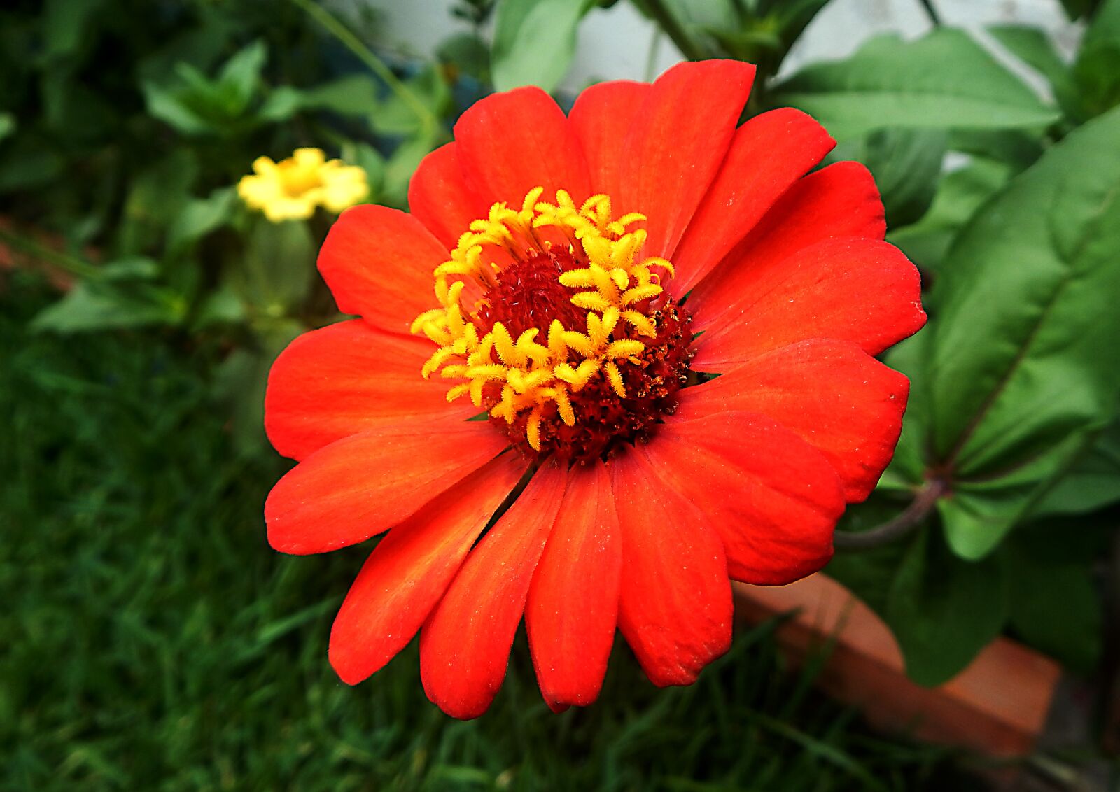 Nikon Coolpix AW110 sample photo. Red flower, garden, orange photography