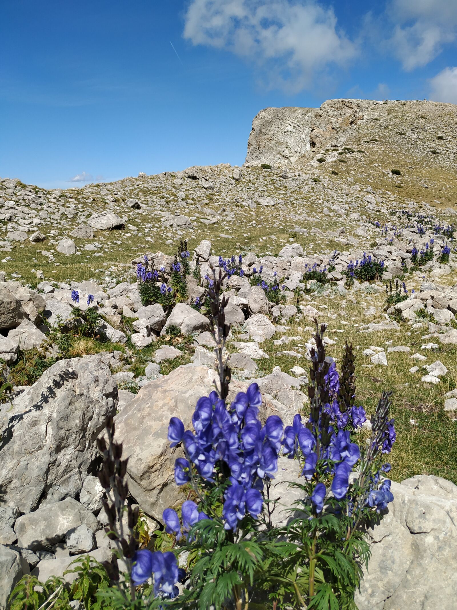 Xiaomi Mi A2 sample photo. Aragonese pyrenees, mountain, flowers photography