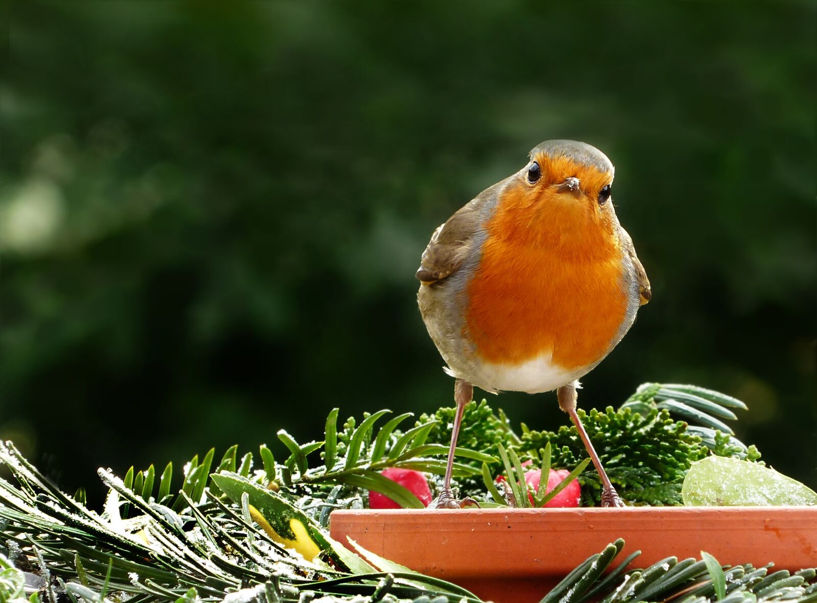 Panasonic Lumix DMC-FZ200 sample photo. Animal, bird, songbird photography