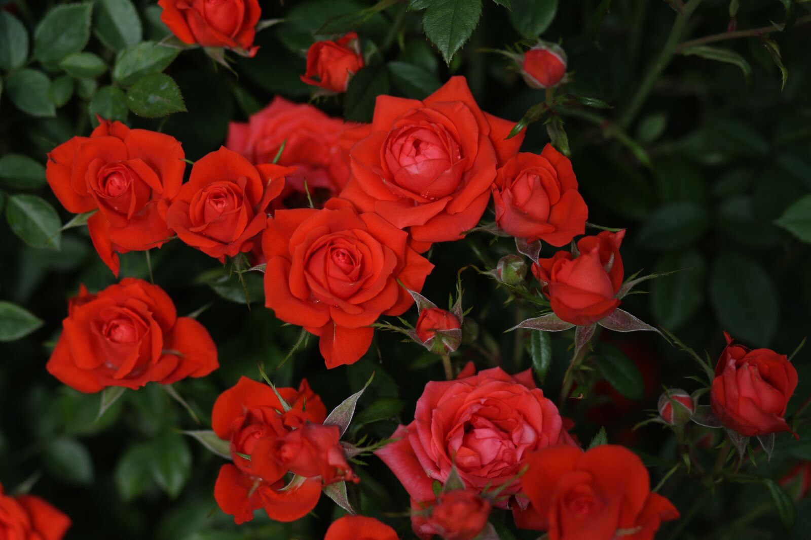 Canon EOS 7D Mark II + Canon EF 85mm F1.8 USM sample photo. Rose, red, flower photography