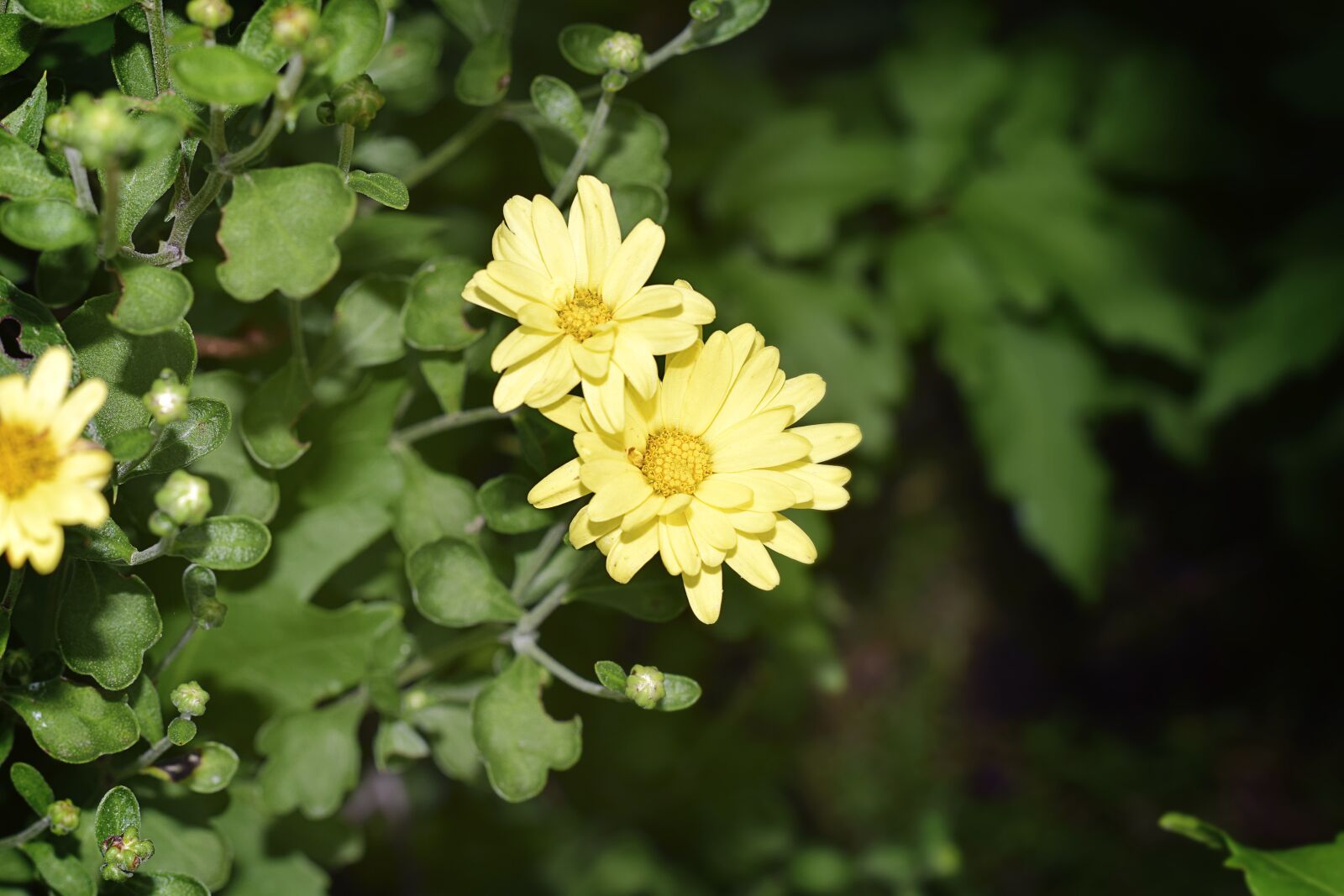 Nikon D5300 sample photo. Flower, yellow, chrysanthemum photography