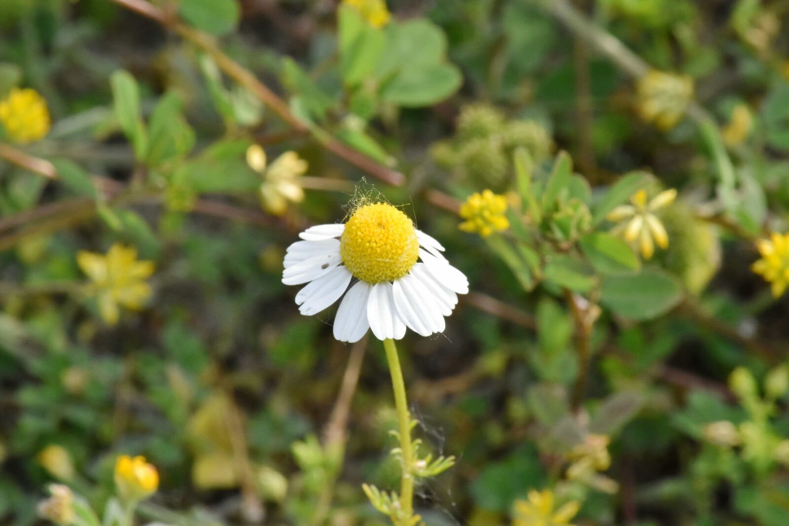 Nikon D5500 sample photo. Chamomile, herb, meadow, flower photography