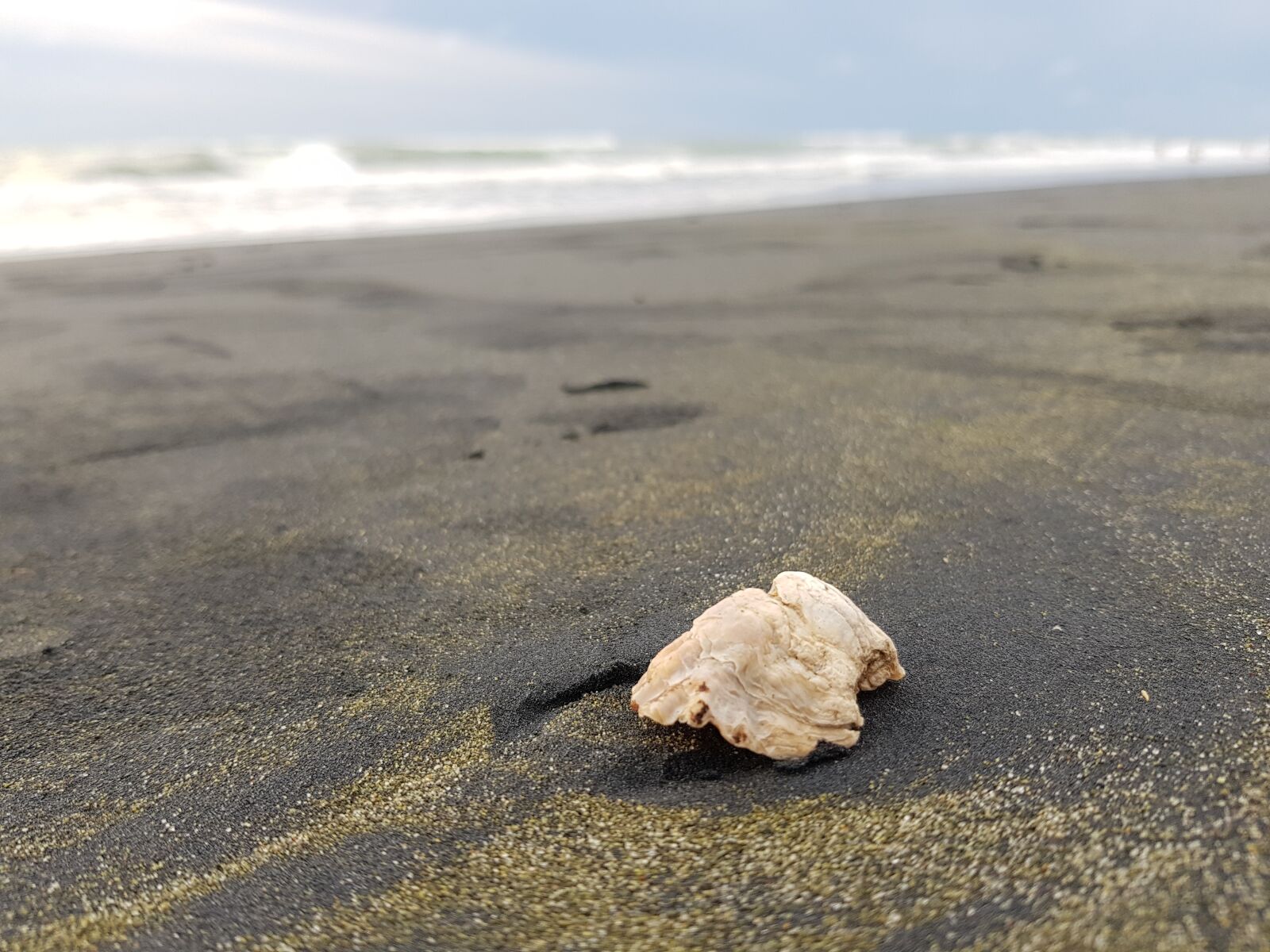 Samsung Galaxy S8 sample photo. Shell, beach, sea shell photography