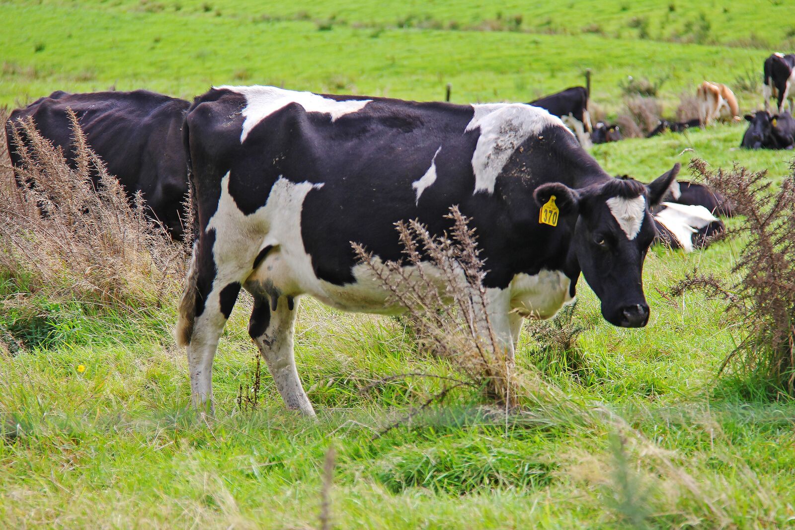 Canon EF-S 18-200mm F3.5-5.6 IS sample photo. Cow, farm, state highway 6 photography