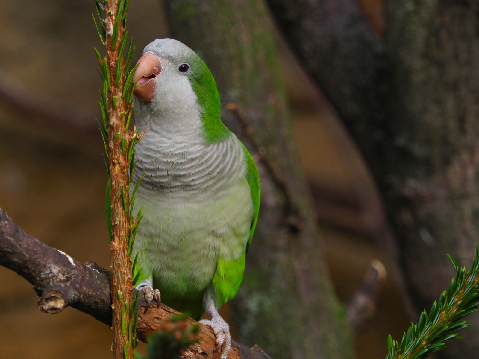 Olympus OM-D E-M1 Mark II sample photo. Bird, parrot, the exotic photography