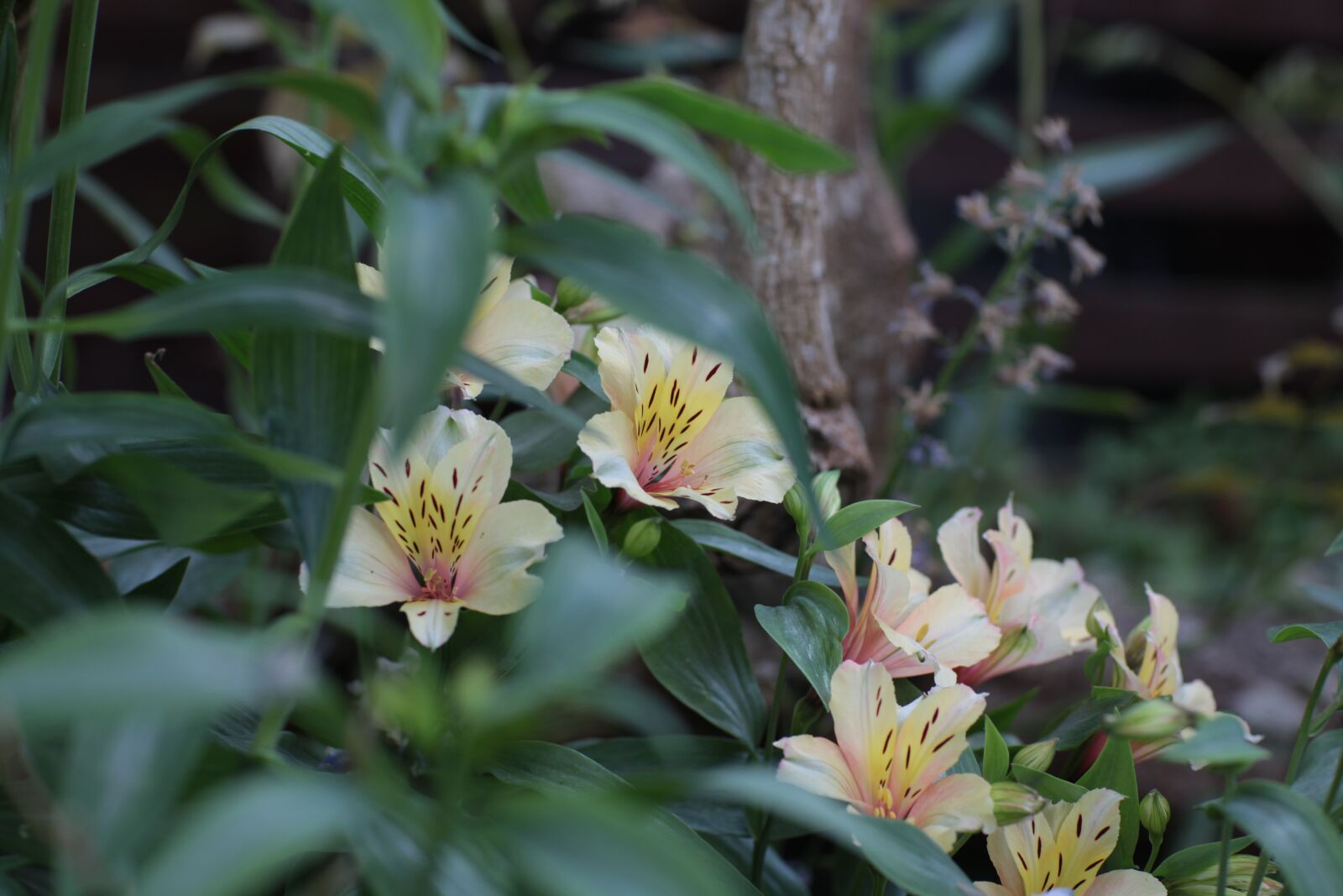 Canon EOS 5D Mark II sample photo. Flowers, garden, green photography