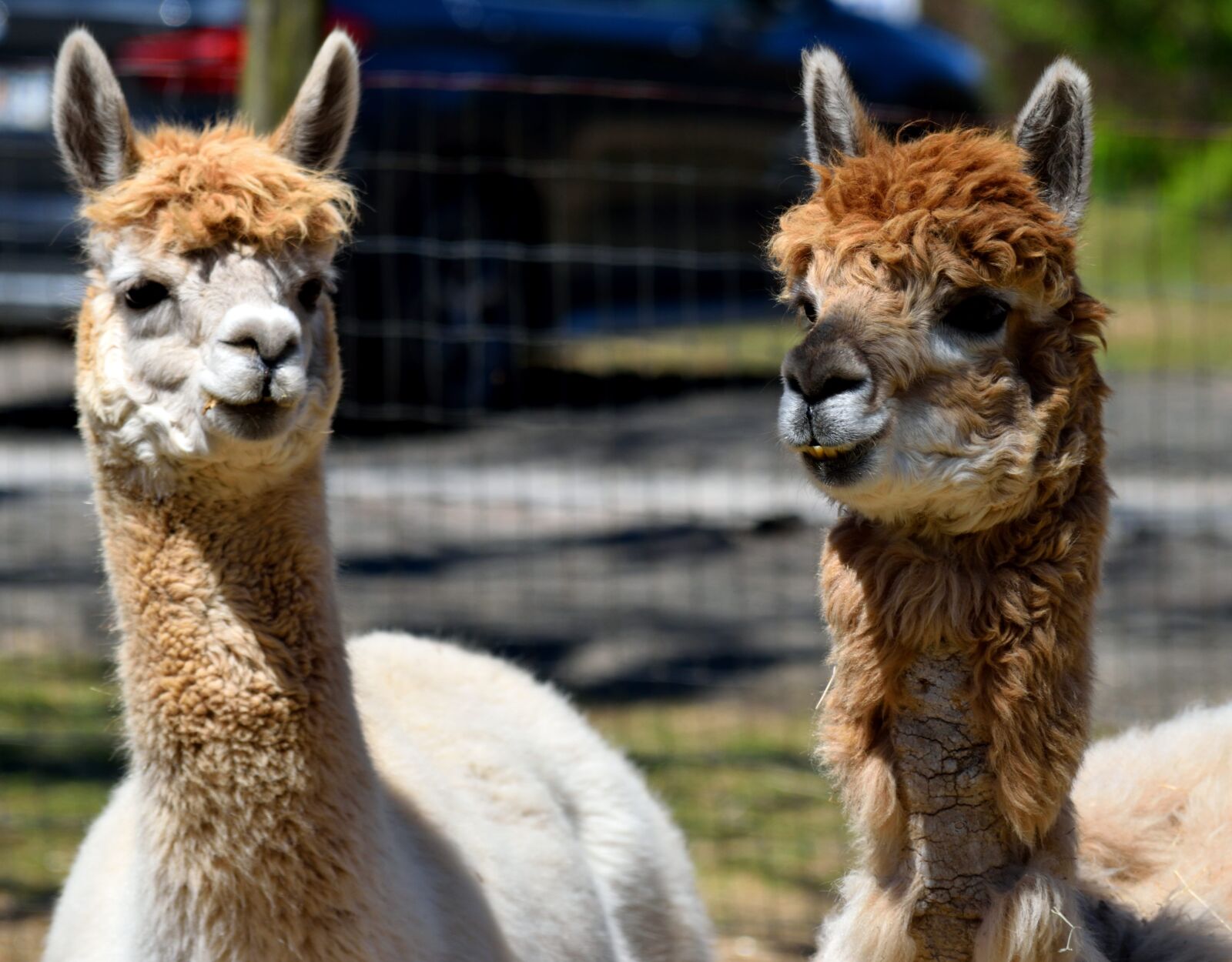 Nikon D3300 sample photo. Alpacas, animal, cute photography