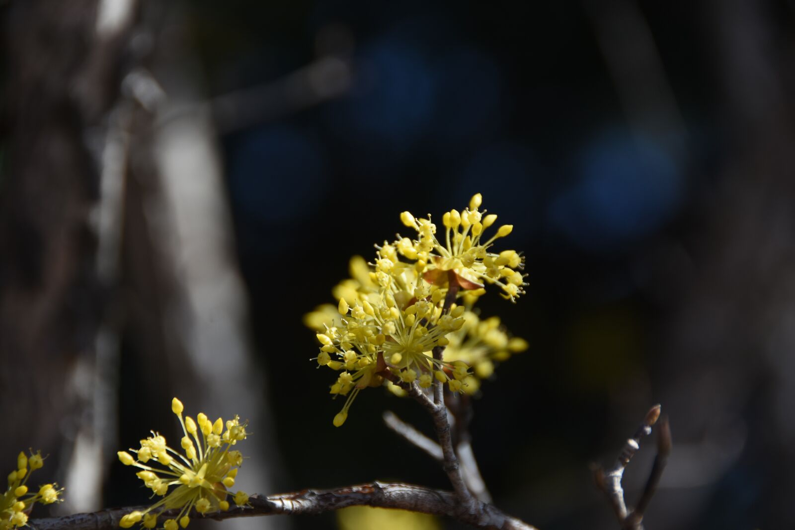 Nikon D7200 sample photo. Spring, flowers, yellow photography