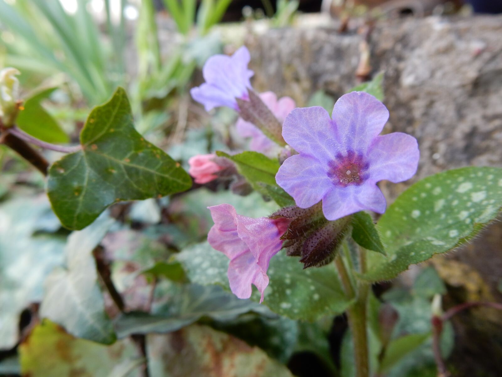 Nikon Coolpix S9900 sample photo. Lungwort, blue, pink photography