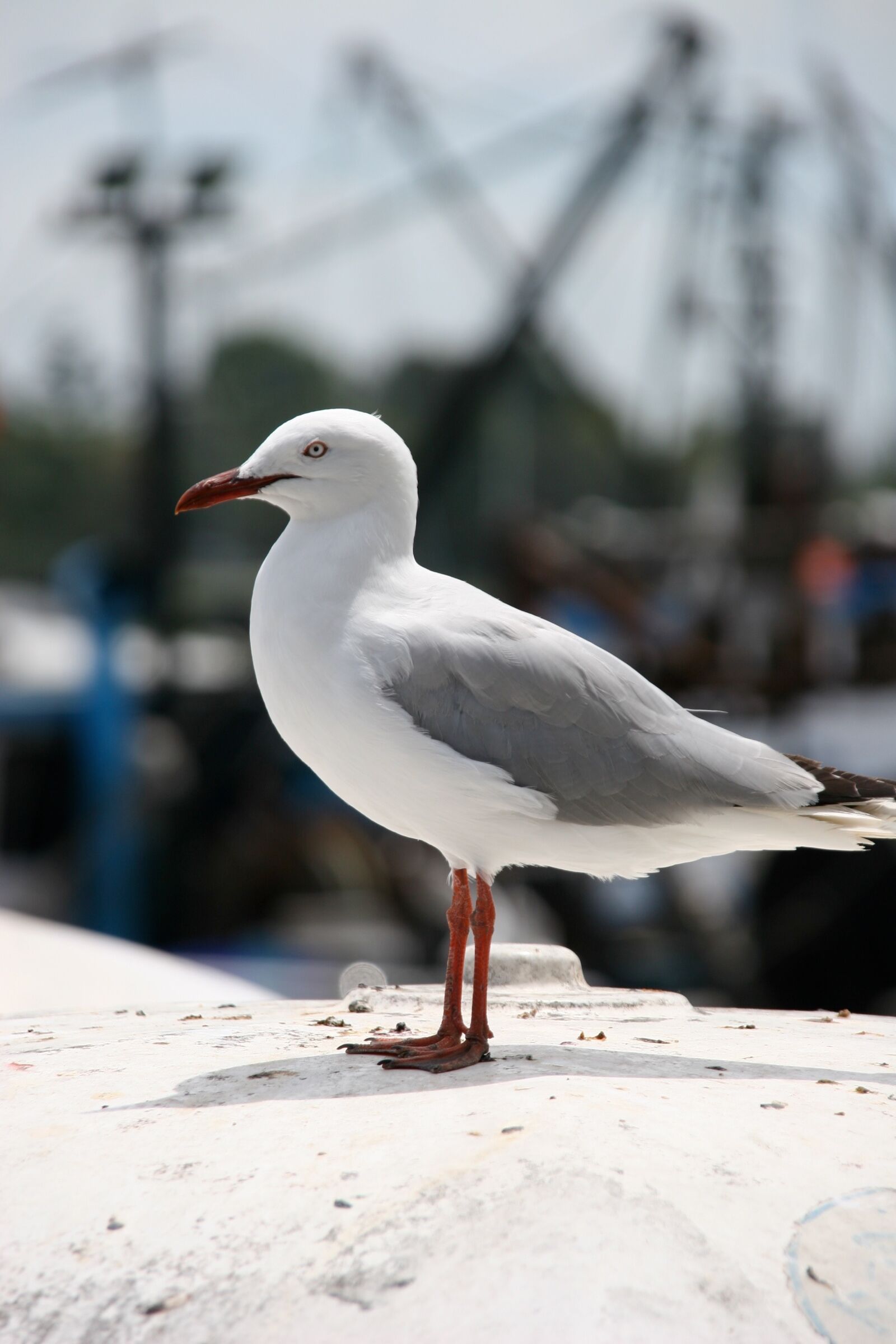 Canon EOS 20D sample photo. Bird, seagull, ave photography