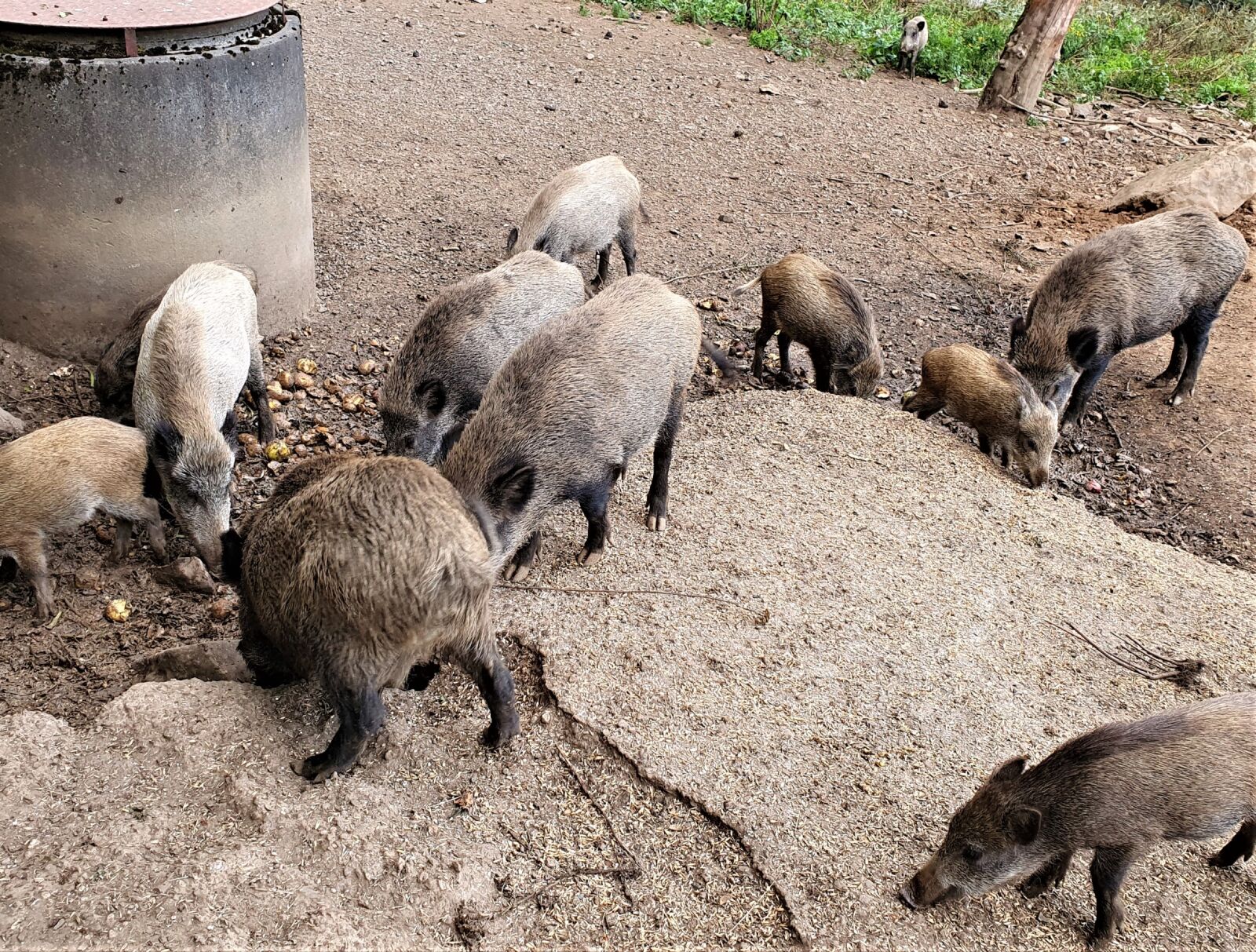 Samsung Galaxy S10+ sample photo. Wild boars, group, animal photography