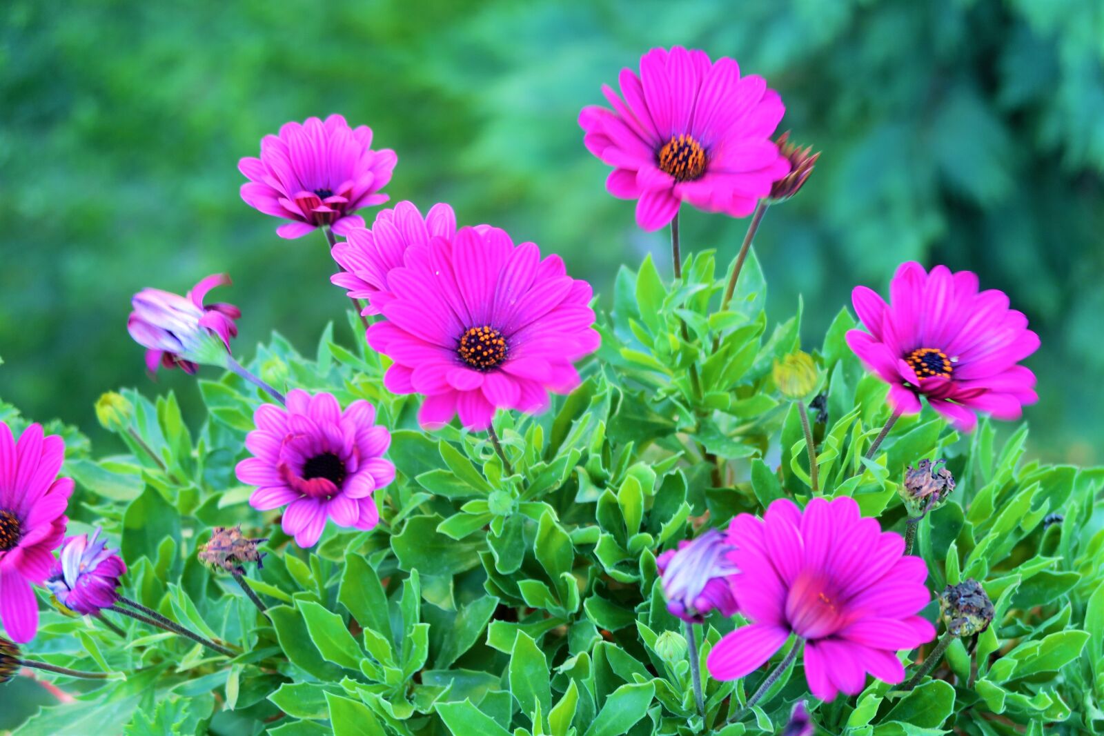 Canon PowerShot G7 X sample photo. Flower, flowers, pink photography