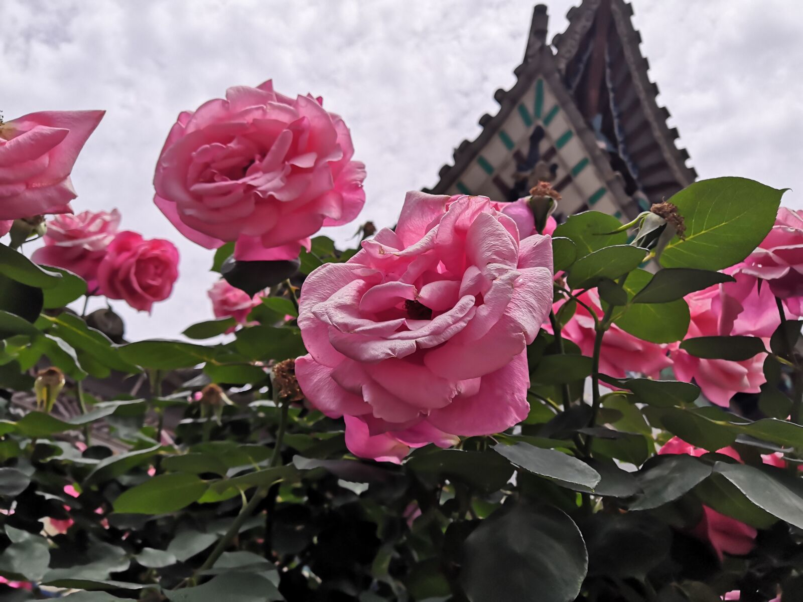 HUAWEI Honor 10 sample photo. Flower, building, clouds photography