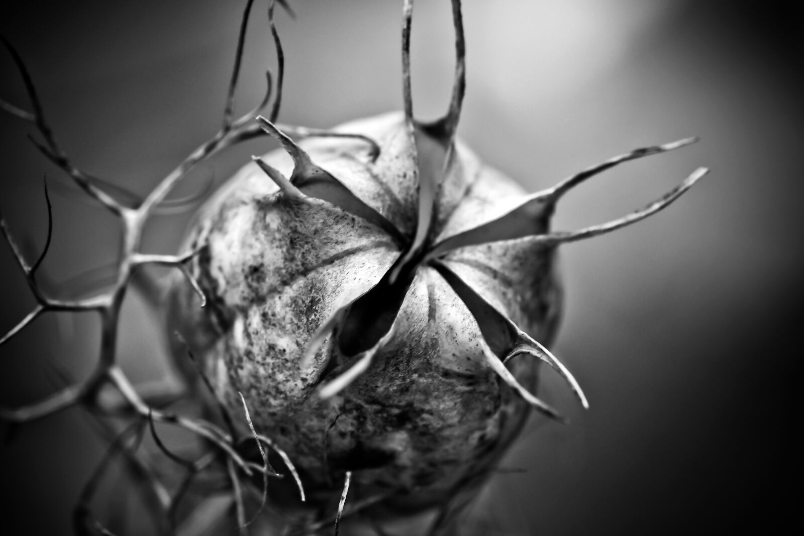 Olympus OM-D E-M10 sample photo. Nigella, boll, garden plant photography