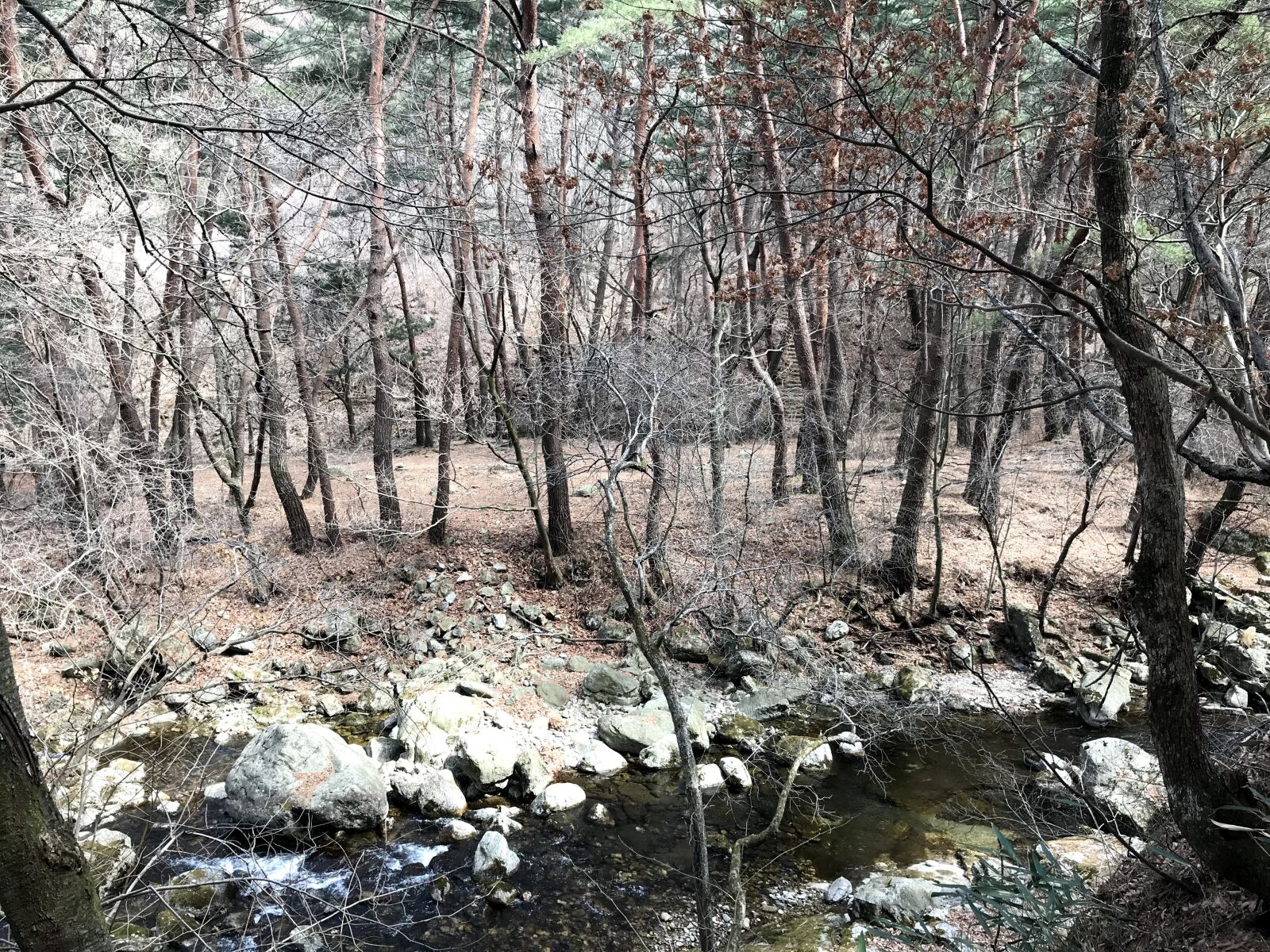 iPhone 7 back camera 3.99mm f/1.8 sample photo. Nature, winter, mountain photography