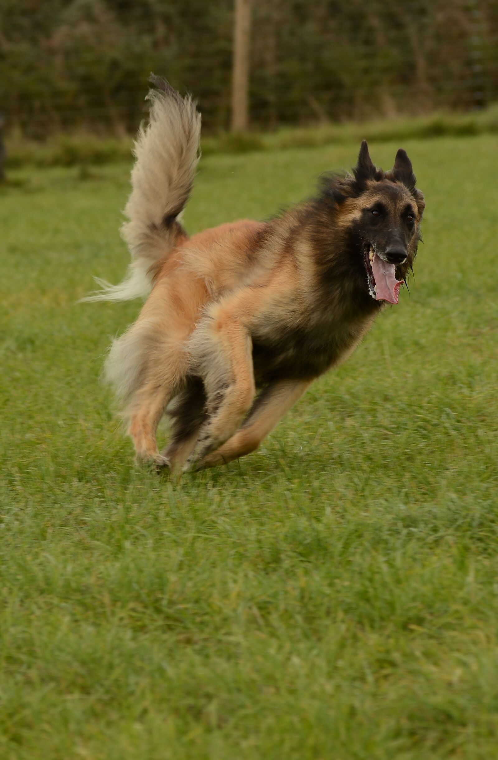 Nikon D7100 sample photo. Belgian, shepherd, tervuren photography