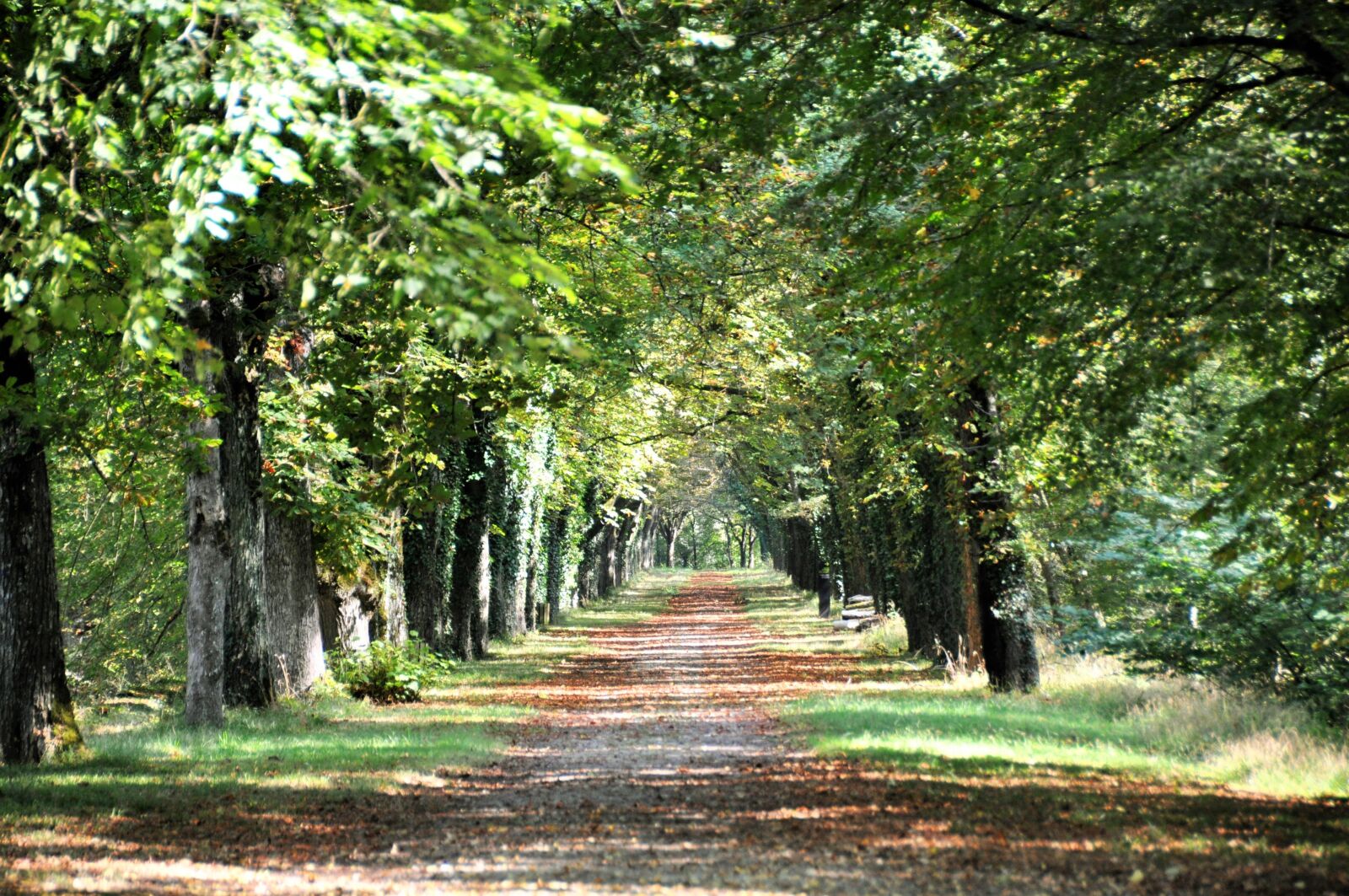 Nikon D90 sample photo. Forest, trees, green photography