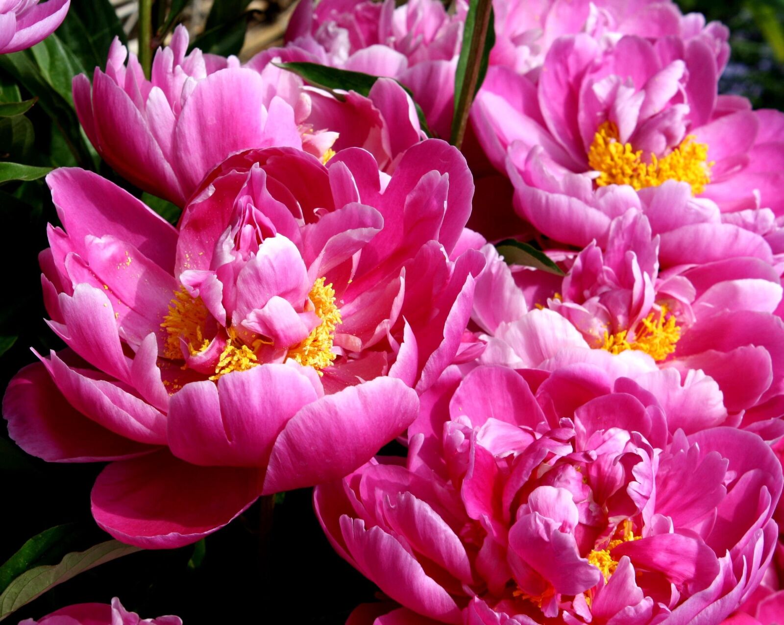 Canon EOS 1000D (EOS Digital Rebel XS / EOS Kiss F) sample photo. Peonies flowers, pistil, spring photography