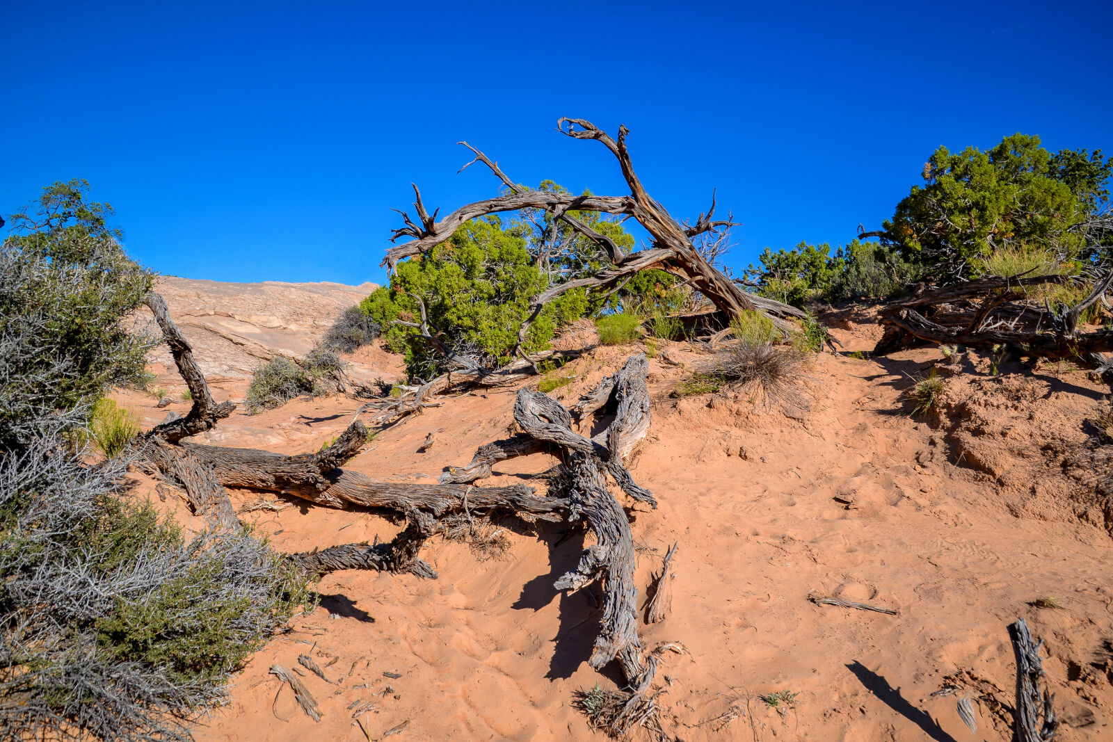 Nikon D3100 sample photo. Brush, canyonlands, desert, nationalpark photography